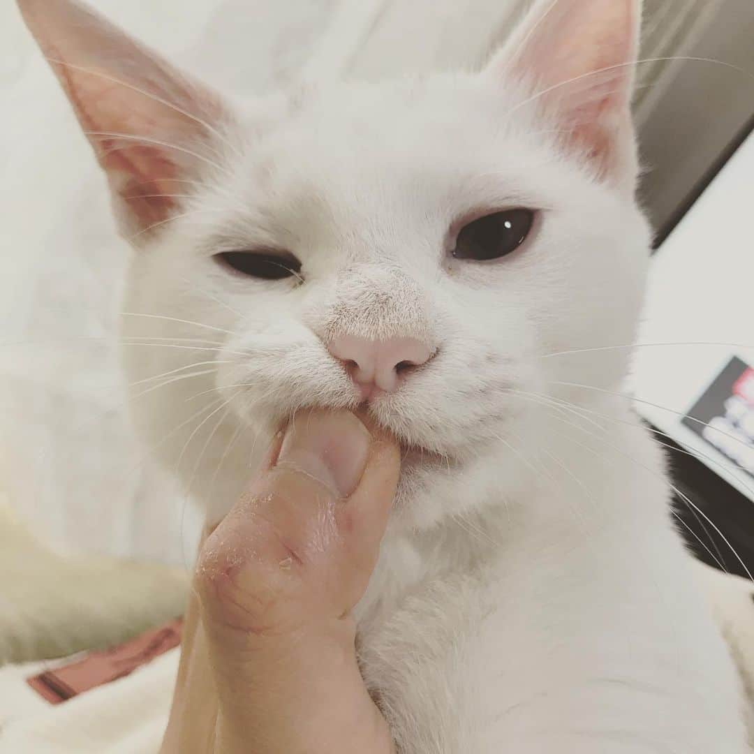 彩さんのインスタグラム写真 - (彩Instagram)「猫の噛み癖が凄すぎて常に手がやばい。 今日は噛みながら寝た。」12月2日 12時04分 - aya_the_little_black