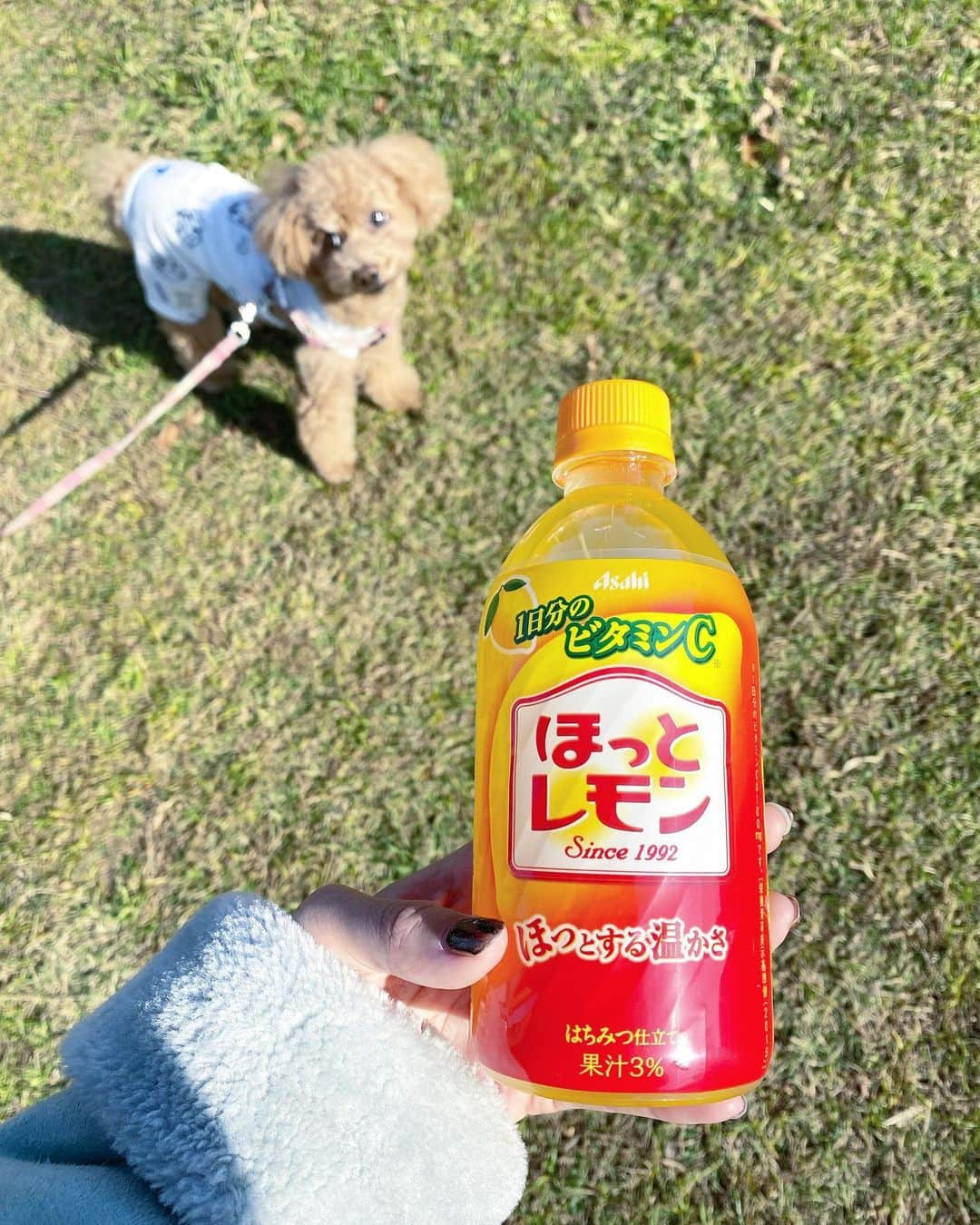 五位渕のぞみさんのインスタグラム写真 - (五位渕のぞみInstagram)「ほっとレモンが飲みたくなるシーズンが今年もやってきた🍋💗🫖 ㅤㅤㅤㅤㅤㅤㅤㅤㅤ ほっとレモンといえばやっぱりアサヒ飲料さん✨✨ ㅤㅤㅤㅤㅤㅤㅤㅤㅤ 1992年生まれのロングセラー飲料だから、このパッケージ誰もが一度は目にしたことあるよね？ ㅤㅤㅤㅤㅤㅤㅤㅤㅤ これから冬本番☃️❄️ ほっとレモンで、温活しながら、 今年の冬も乗り切るよ😘💋 ㅤㅤㅤㅤㅤㅤㅤㅤㅤ ㅤㅤㅤㅤㅤㅤㅤㅤㅤ ㅤㅤㅤㅤㅤㅤㅤㅤㅤ ㅤㅤㅤㅤㅤㅤㅤㅤㅤ #アサヒ飲料 #ほっとレモン #PR #ロングセラー #毎年 #2020 #2020冬」12月2日 12時08分 - nonnon0319