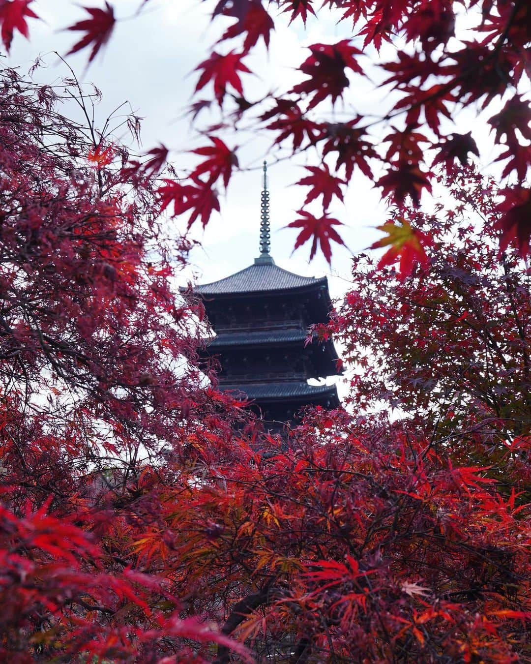 masayaさんのインスタグラム写真 - (masayaInstagram)「Toji temple Kyoto  東寺🍁」12月2日 12時27分 - moonlightice