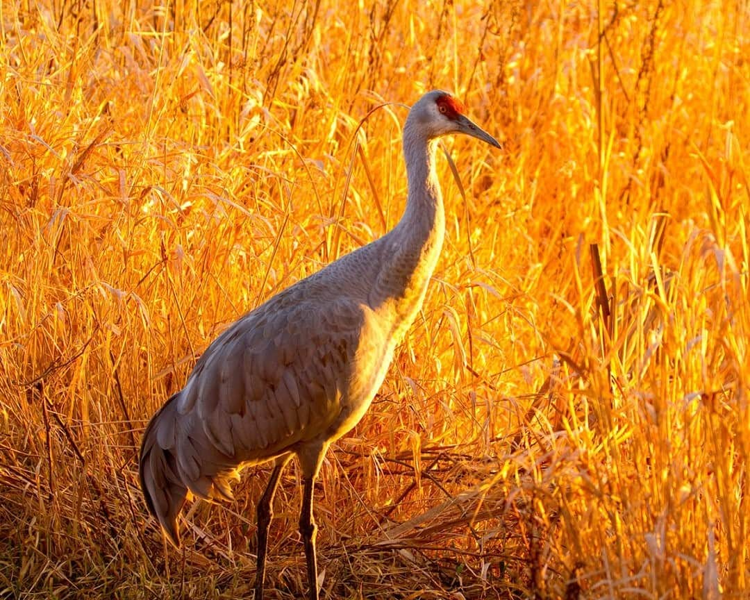 National Geographic Travelさんのインスタグラム写真 - (National Geographic TravelInstagram)「Photo by @stephen_matera / A sandhill crane stands among tall grasses in the George C. Reifel Migratory Bird Sanctuary. The sanctuary consists of nearly 300 hectares of managed wetlands and natural marshes in the Fraser River estuary of southern British Columbia. The sanctuary is perfectly located for migratory birds along the west coast of North America. Follow me @stephen_matera for more images like this from British Columbia and around the world. #sandhillcrane #wildlife #sanctuary」12月2日 12時34分 - natgeotravel