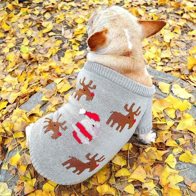 French Bulldogさんのインスタグラム写真 - (French BulldogInstagram)「Knitted Santa French Bulldog Sweater 🎅🦌🐑 Exclusive in @frenchie.world shop 🛍🛍🛍 👉 LINK IN BIO 🔝 . . . . . #frenchie #frenchies #französischebulldogge #frenchbulldog #frenchbulldogs #dog #dogsofinstagram #frenchieworld #bully #bulldog #bulldogfrances #フレンチブルドッグ #フレンチブルドッグ #フレブル #ワンコ #frenchiesgram #frenchbulldogsofinstagram #ilovemyfrenchie #batpig #buhi #squishyfacecrewbulldog」12月2日 4時29分 - frenchie.world