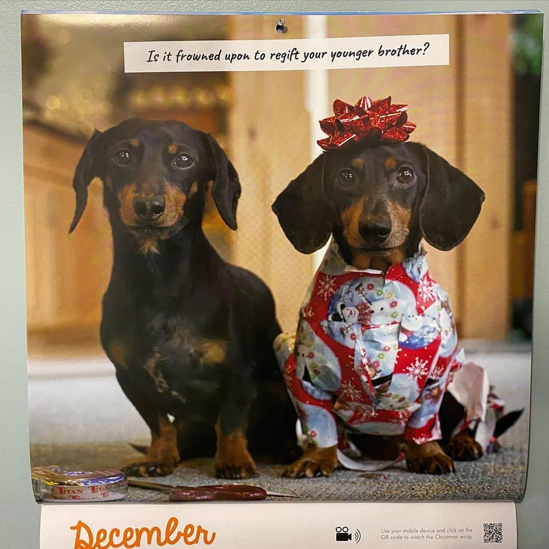 Crusoe the Celebrity Dachshundのインスタグラム：「“Happy December! 😅Just kidding - I’d never regift Oakley! 😋” ~ Crusoe」