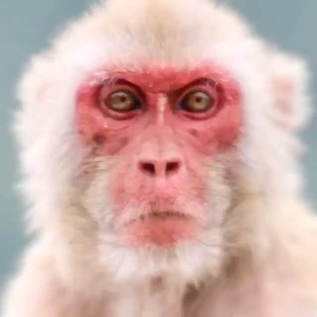 WildLifeのインスタグラム：「Caption this!  by @kevinmcgloughlin_gram & @paraicmcgloughlin  with @tommustill  @alex_kiehl  @maxcoopermax   Music ‘Reflect’ by Max Cooper」