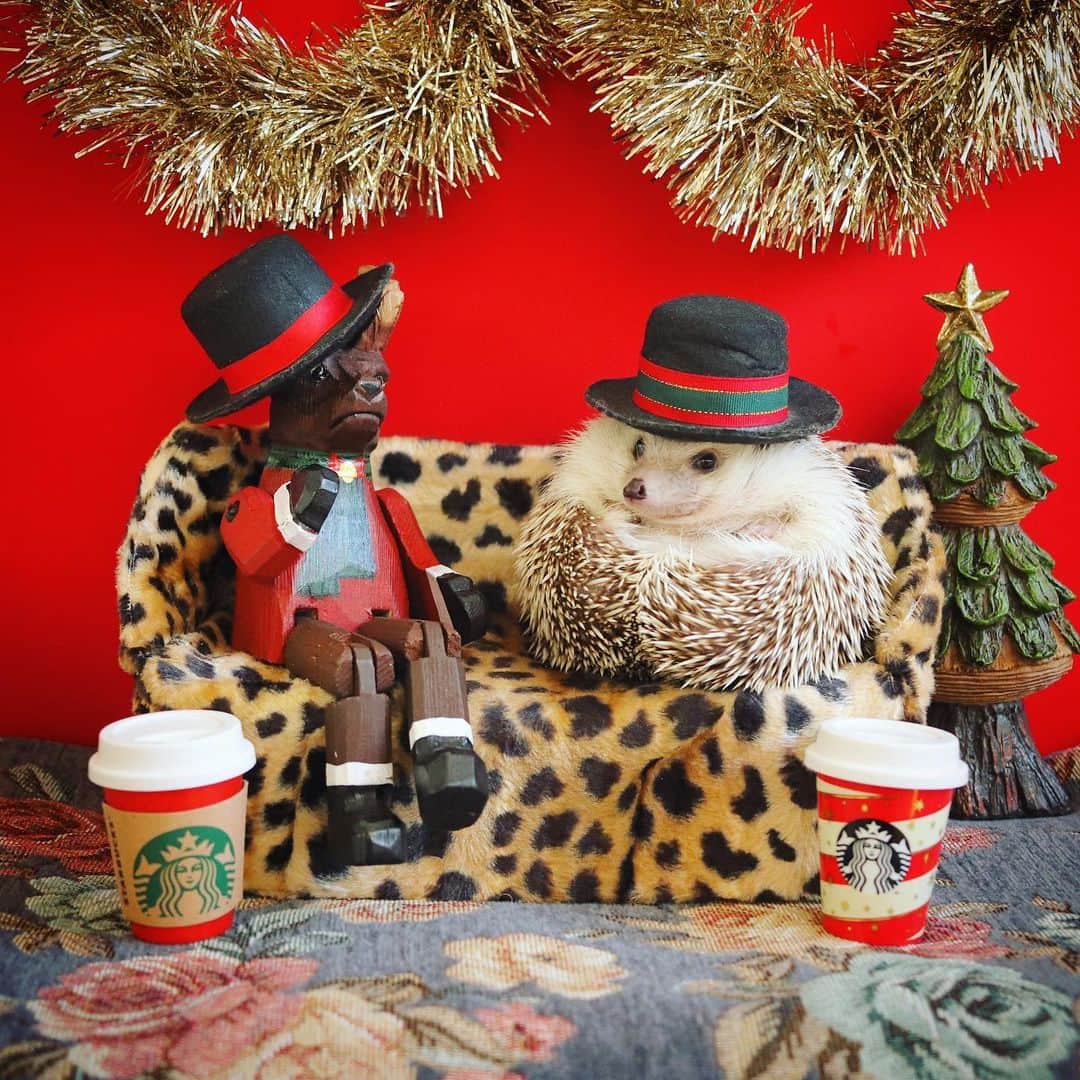 あずきさんのインスタグラム写真 - (あずきInstagram)「Starbucks time☕️ ホリデーミニカップが可愛くて去年に続き即買い😍 . あっという間に12月に入っちゃって、気づけば街中クリスマスモード🎅本当に一瞬で去っていく2020でしたね✨ . . #starbucks  #スタバ #クリスマス気分  #christmasmood  #はりねずみ #ハリネズミ #hedgehog #pygmyhedgehog #lovelypet #cuteanimals #はりねずみのもなか #hedgie #Hérisson #igel#riccio #Erizo #고슴도치 #刺猬 #hedgehogazuki  #hedgehogsofinstagram #animaladdicts #cuddles #meowed」12月2日 6時33分 - hedgehog_azuki
