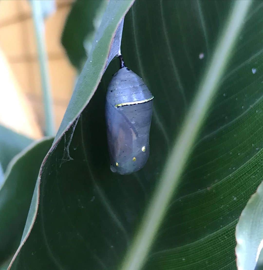 スキン・ダイアモンドさんのインスタグラム写真 - (スキン・ダイアモンドInstagram)「Living my best Cottage Core life.. lol. We’ve been waiting for this cocoon to open that we found hidden in the birds of paradise and surprise!! It’s a Monarch! I’ve never seen one so close in the wild before. The cocoon was so pretty 🥺  Also we have a pet rescue snail now 🐌  Wearing upcoming new @hos_leather pieces 😉 Photo’s by @diederik_comte」12月2日 6時35分 - rayjoycat