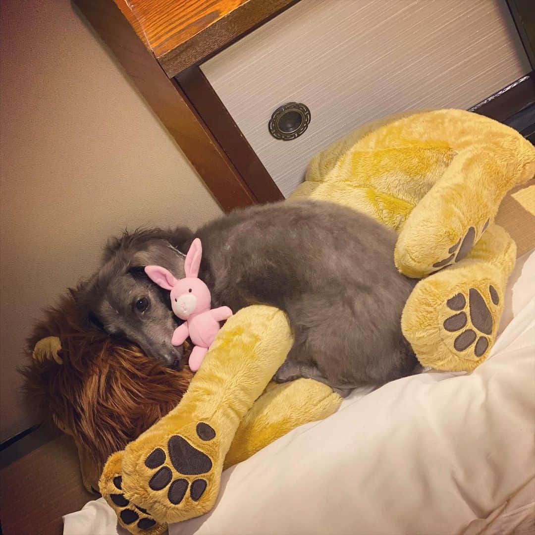 中越典子さんのインスタグラム写真 - (中越典子Instagram)「おはようございます🌞  ライオンの🦁ぬいぐるみの上で寝る、テキーラ❤️  か、かわいくて。  今日もがんばろうね  #lovedogs」12月2日 6時51分 - nakagoshi_noriko.official
