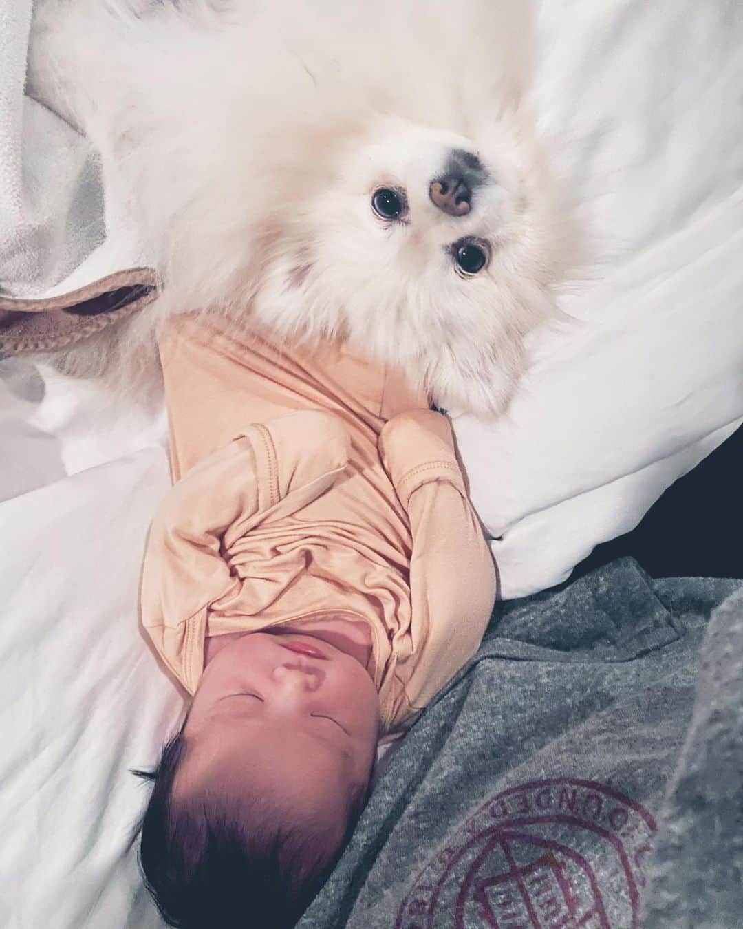 Buddy Boo Blueのインスタグラム：「Human claimer, nap partner. ❤️」