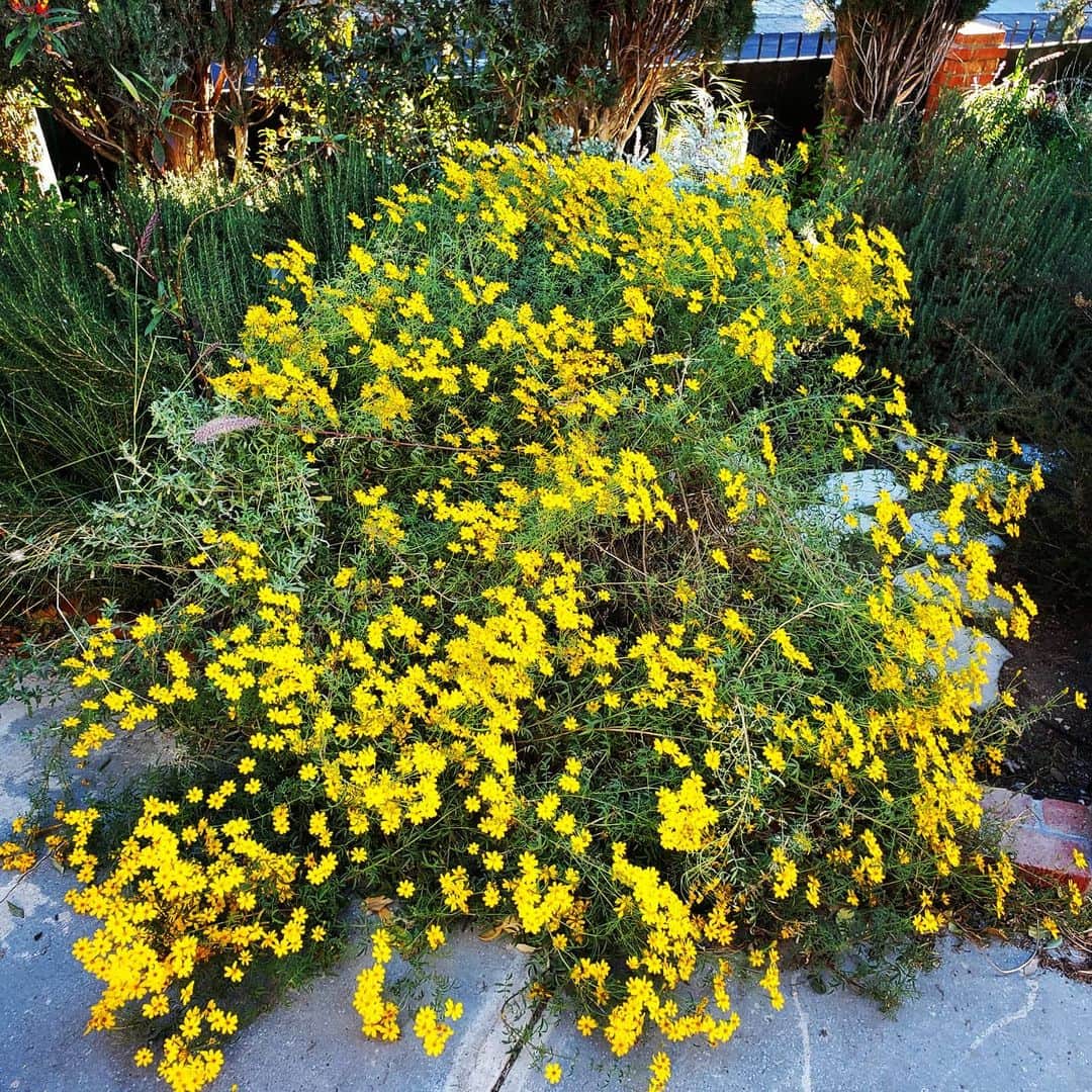 のインスタグラム：「Update huge and smells wonderful 🏵🏵🌼 #GASOLINEGARDEN #ILOVEGARDENS #GARDENSRULE #GARDENCHURCH #GARDENPARTY #GARDENMAGIC #AVANTGARDEN #GARDENS #GARDENGANGSTER #GARDEN #GRADENLIFE #GARDENER #GARDENTIME  #GARDENING #VEGETABLEGARDEN #FLOWERS #SUCCULENTS  #PLANTS  #CACTUS #AYEARINFLOWERS  #shadowhills  #THANKYOU  @gasolineglamour  #GASOLINEGLAMOUR #PLANTSOMESHIT  #GROWSOMESHIT」