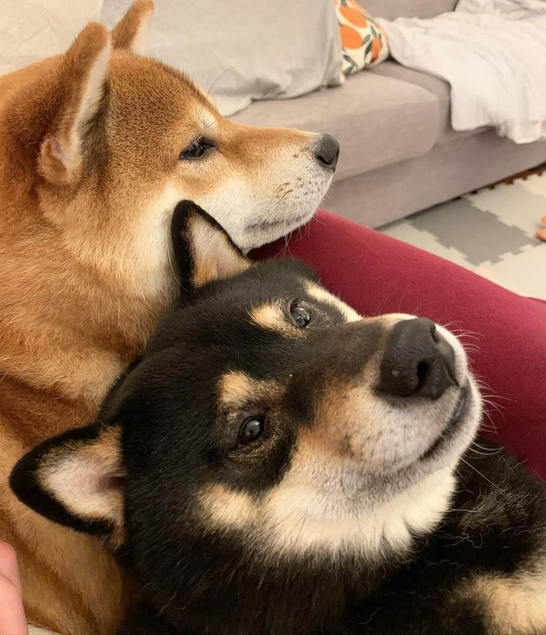 ?Fricko the Shiba Inu?のインスタグラム：「Group cuddling time!♥️♥️ 🐾 🐾 #FrickoandKeaton #🐶 #☀️ #shiba #shibainu #dog #柴犬 #赤柴 #黒柴  #adorable #shibalove #shibaholics  #dogoftheday  #weeklyfluff #aww #dogstagram  #dogscorner #puppiesofinstagram #shibapuppy #shibastagram」