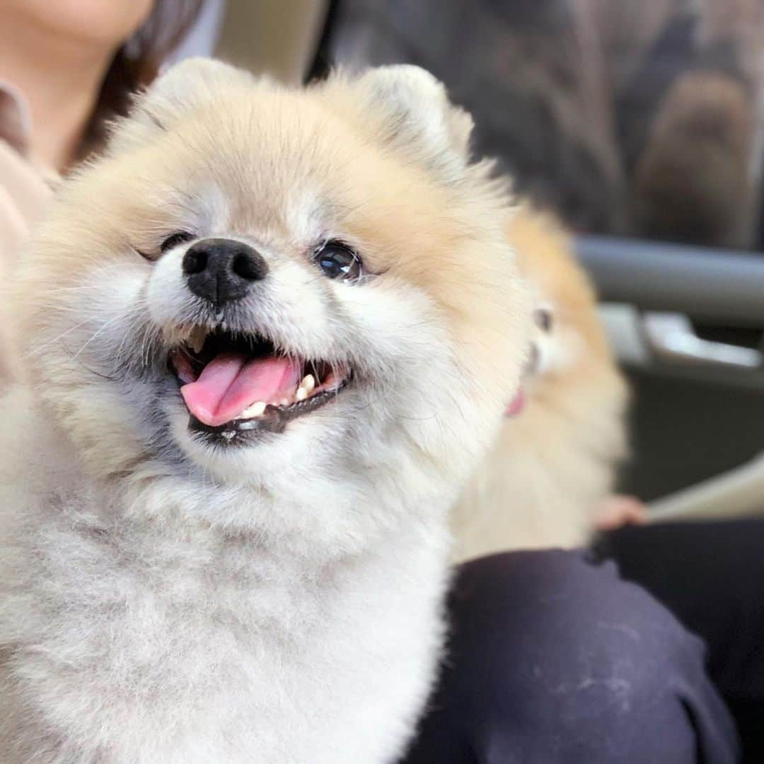 Ella Chuffyさんのインスタグラム写真 - (Ella ChuffyInstagram)「Chuffy with a big smile. It’s a happy time on a car ride. #tbt [March 27] #happymemorykeeping #ellachuffy」12月2日 7時17分 - missdiad