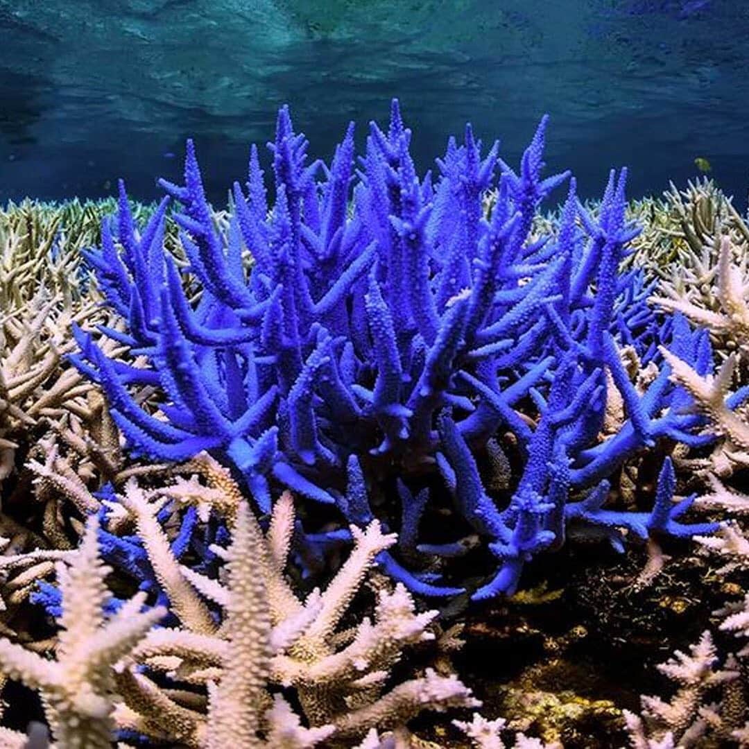 エルエヌシーシーのインスタグラム：「LN-CC Conscious Inspiration: Chasing Coral, 2017. A team of divers, photographers and scientists set out on a thrilling adventure to document the disappearance of the world's coral reefs. #Conscious」
