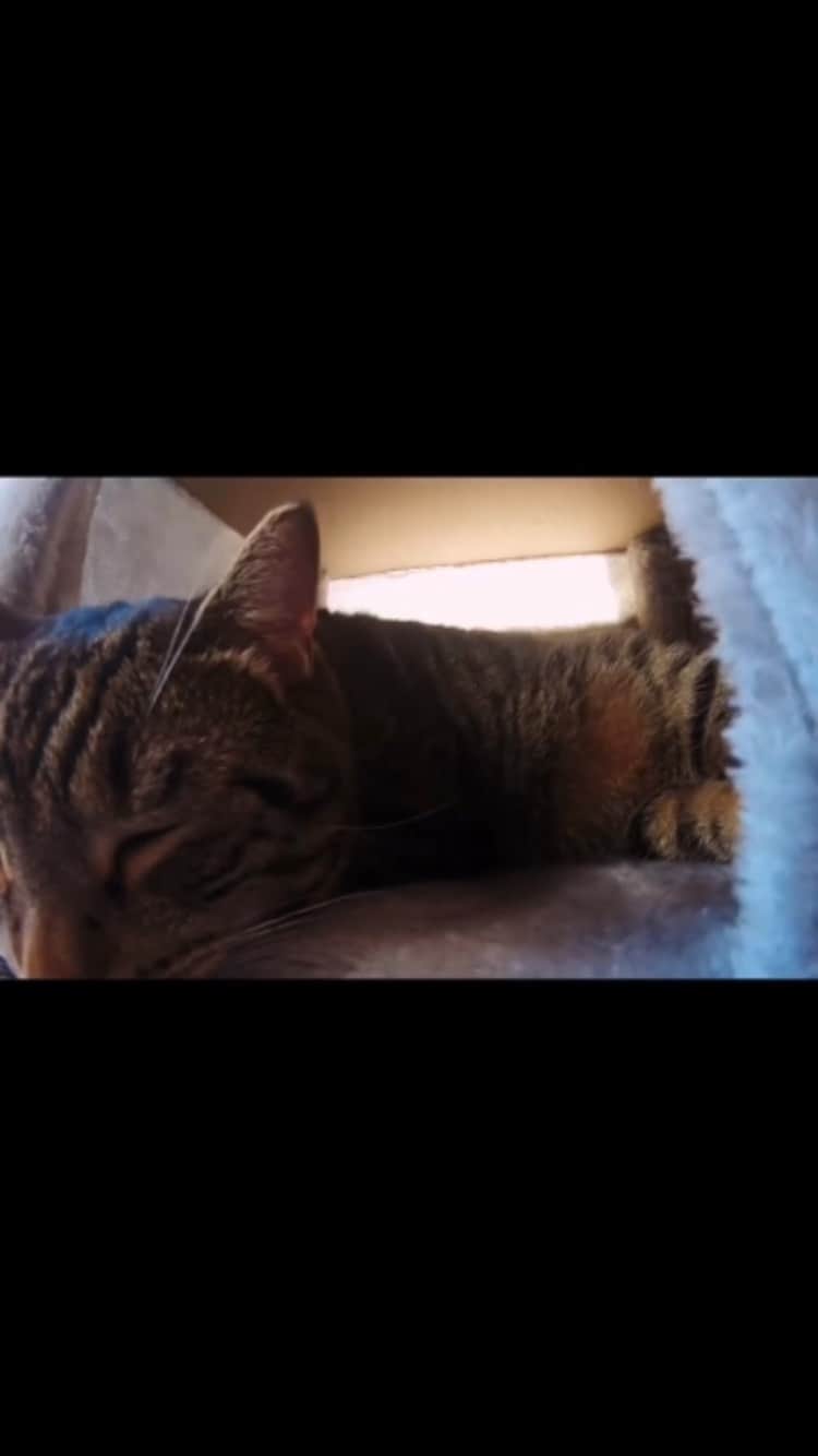 The Cats Of Instagramのインスタグラム：「#Repost • #COIVideoChallenge • @devil_cat_lucifer_ Challenge excepted!! 🎥🐱 @catsofinstagram」