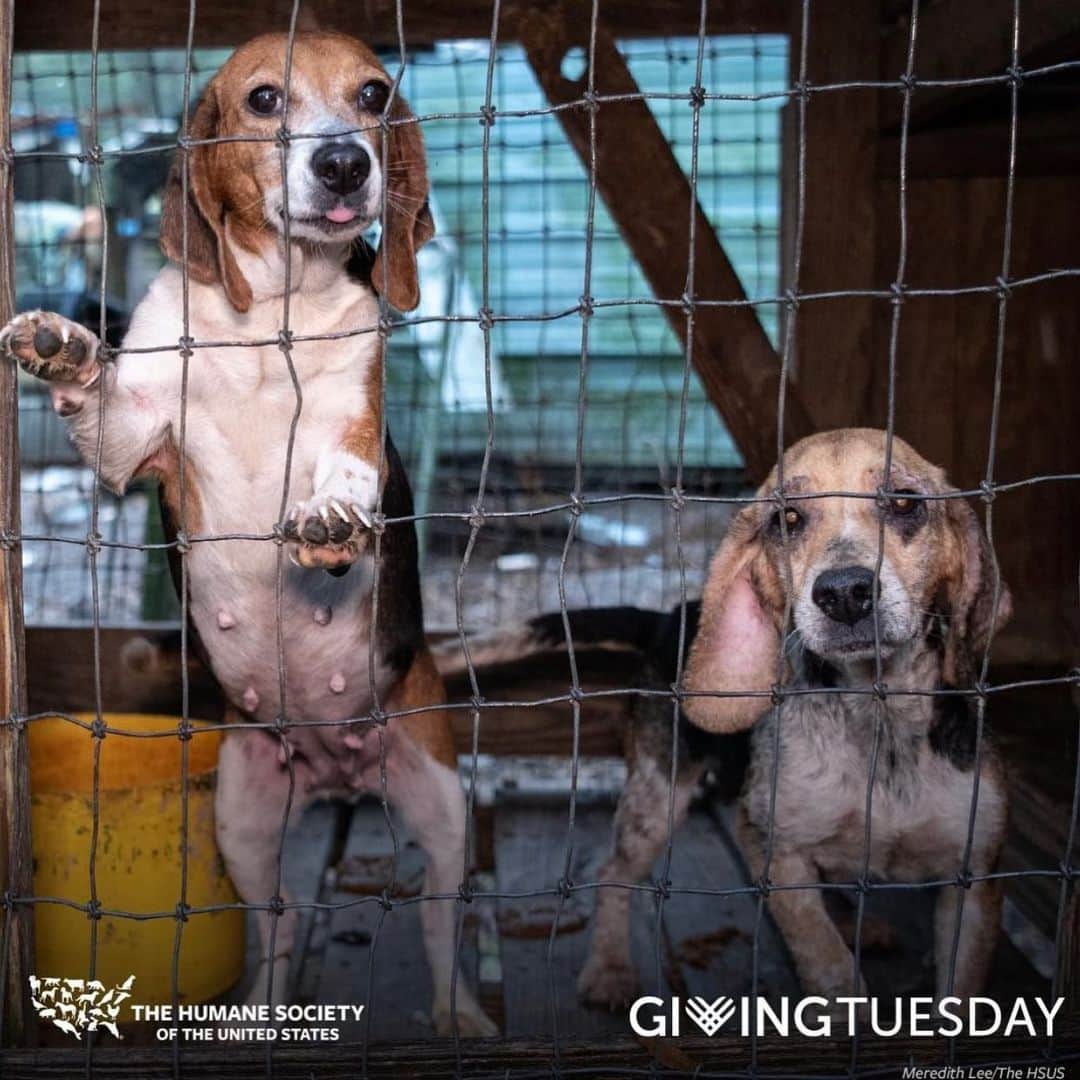 ジェイミー・チャンのインスタグラム：「Two non profit organizations highlighted for today’s #givingtuesday. Every bit counts. ♥️🙏🏽 Donated ✔️」