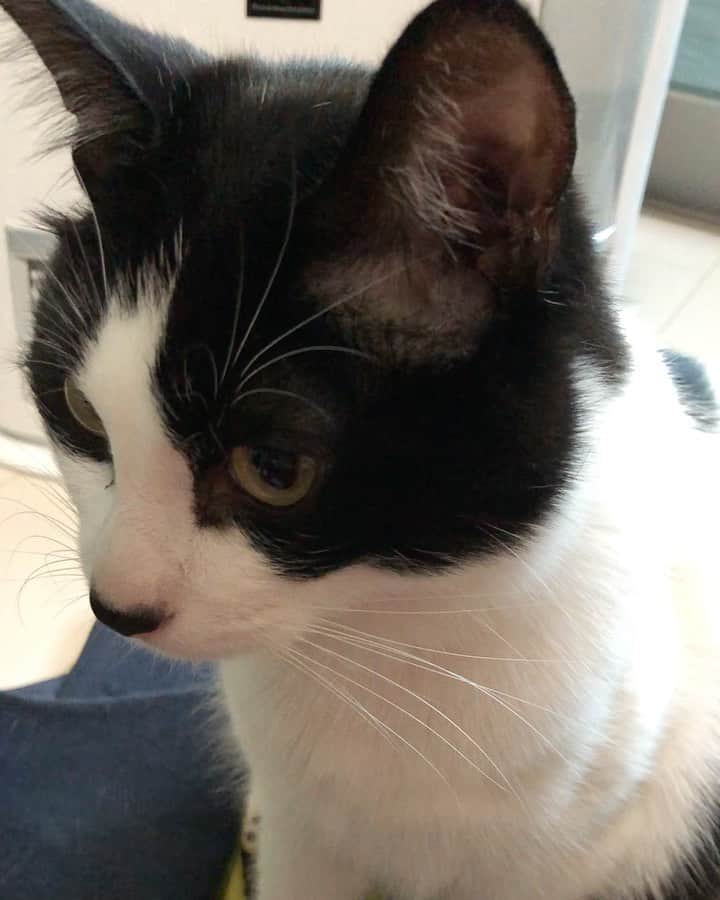 ぽんずのインスタグラム：「「んにゃーーーぉ」  #ねこ#猫#cat#猫好き#親バカ#はちわれ#ハチワレ#はちわれ猫#ハチワレ猫#白黒猫部#にゃんすたぐらむ#ilovecat#猫大好き#うちの猫自慢#白黒猫 #我が家のぽんずくん #ちゅーちゅー妖怪」