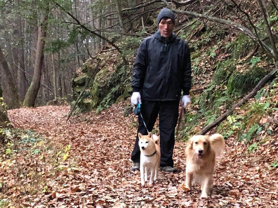 篠原信一のインスタグラム：「今日は☁️山に朝散歩🚶‍♂️🐕🐶 クマさん現れないでね😅  #柴犬 #しばいぬ #ゴールデンレトリバー #小鉄とニコの大冒険  #shibainu #goldenretriever #いぬすたぐらむ #いぬのいる暮らし #犬との暮らし #山散歩」