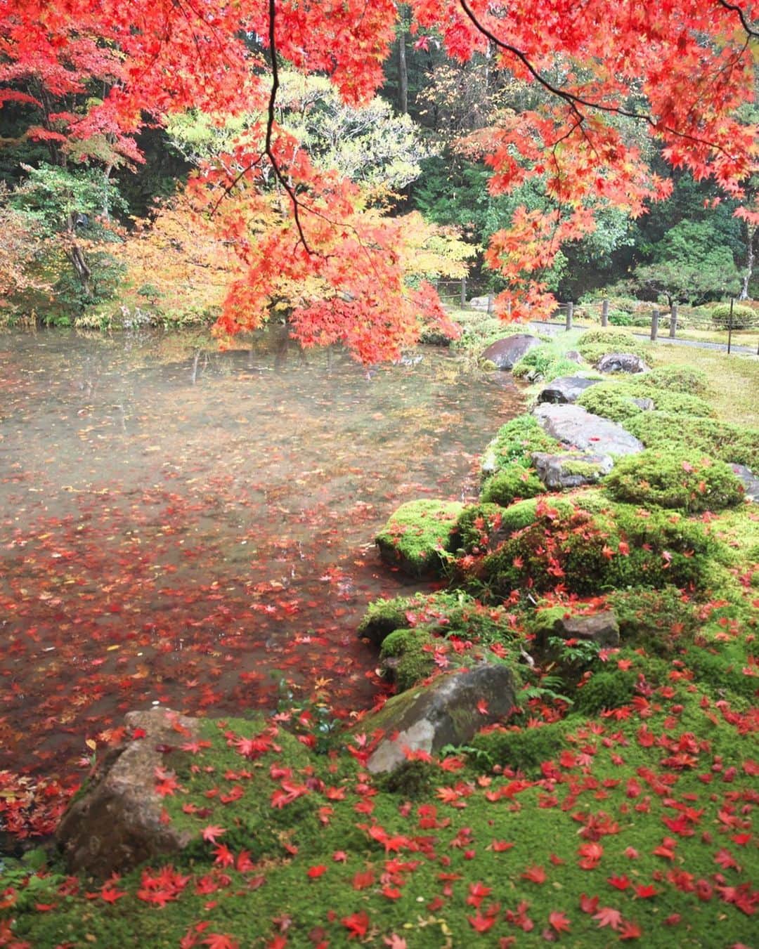 kiccyomuのインスタグラム：「☁️ 2020.12.02 Wed 京都の #紅葉 🍁 #南禅寺 の #南禅院 ここも綺麗なモミジ🍁 落ち葉も絵になりますネ😊  今日も元気に🤗  location #京都 📷撮影 2020年11月20日」