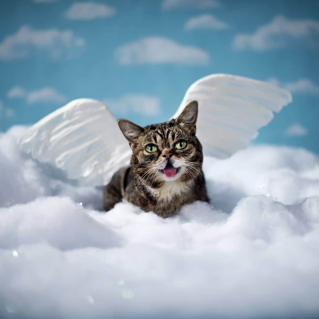 Lil BUBさんのインスタグラム写真 - (Lil BUBInstagram)「It’s Giving Tuesday at the link in BUB's bio (www.lilbub.com/store) and it's also the anniversary of BUB's departure. In her memory, we are offering very-limited edition commemorative items, free limited edition gifts with every order, and 15% off with a donation. 50% of profits today benefit Lil BUB’s Big FUND for Special Needs Pets. #bestjobbub #lilbub #thegiftofbub」12月2日 7時52分 - iamlilbub