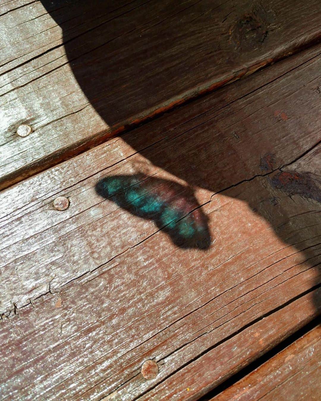 モニーク・コールマンのインスタグラム：「'We delight in the beauty of the butterfly, but rarely admit the changes it has gone through to achieve that beauty.'  — Maya Angelou」