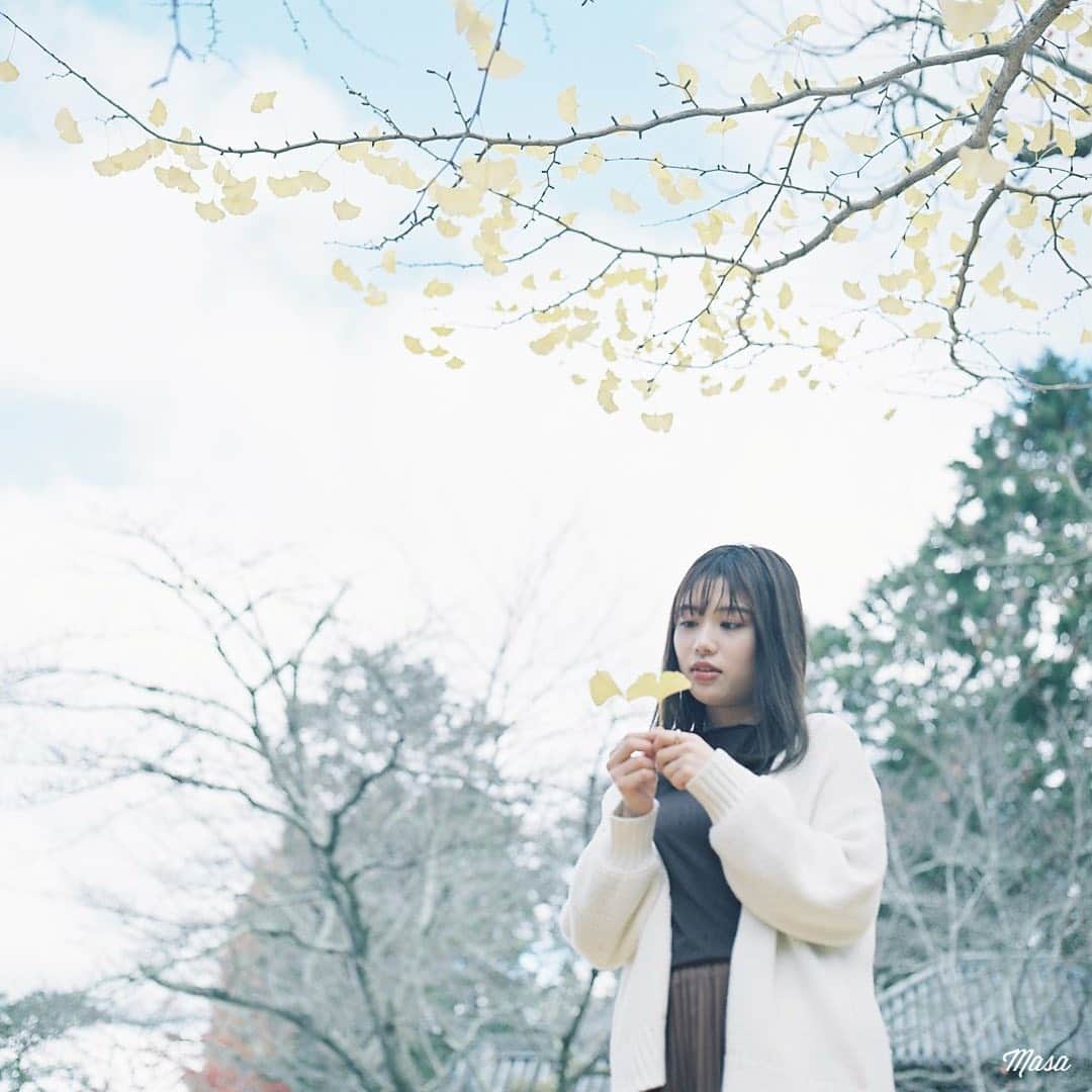 Masaさんのインスタグラム写真 - (MasaInstagram)「. . . イチョウが全て散り終わるギリギリでした💦 今年は紅葉が早くて、めっちゃ綺麗って日が無かった😵 でもたくさん行けたので満足かな。 . まだ近所のメタセコイアが綺麗なので、誰か週末📷 . . 撮影日 : 2020年11月23日 . #まっセル #エビプリ #hasselblad #ハッセルブラッド  #instagramjapan #igersjp #tokyocameraclub #team_jp_  #art_of_japan_ #photogenic_jp #GPW_members_only #good_portraits_world #film_jp #film #フィルム #film_com #filmcamera #filmphotography #portrait #ポートレート #被写体募集 #photogram_archive #todays_blue_collection #team_jp_ #京都 #kyoto #南禅寺 #紅葉 #何気ない瞬間を残したい #jp_portrait部」12月2日 8時00分 - masa_nikonist