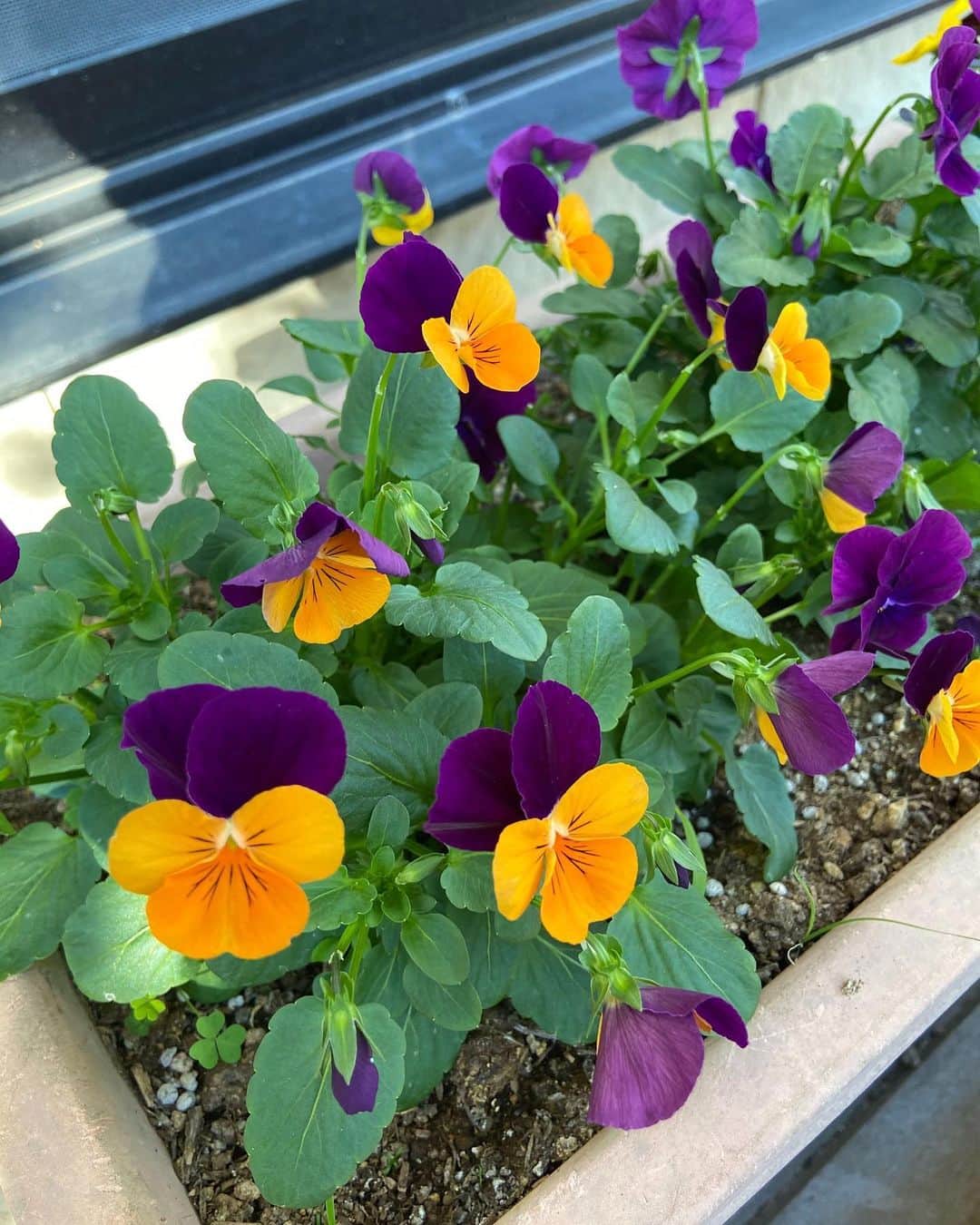 Candlewick Co., Ltd.さんのインスタグラム写真 - (Candlewick Co., Ltd.Instagram)「キャンドルウィック社員の「おうち時間を充実させる方法」、第二回目は教育関係のPRを主に担当している刑部から！  我が家のおうち時間を充実させる方法は、お庭のガーデニングです！ 季節ごとに様々な苗を植えて、咲くのを楽しみにしています。毎年土から自然に咲く花もあります。  今は秋なのでたくさんの花は咲いていないですが、パンジーやツワブキが綺麗です。冬に向けてクリスマスローズの苗も植えてあり、赤やピンク、白など、様々な色に咲くのでワクワクしています。  花が長持ちするように日々家族で交代に（特に父が積極的）手入れをしていますが、花の成長や季節を感じられて、おうち時間が華やかに充実します♪  The 2nd installment of Candlewick’s ‘Tips to Enhance Home Time’ is brought to you by Osakabe, who has extensive experience with our education-based clients.  I do gardening to enhance my time at home. I plant various seedlings, and always look forward to seeing them bloom each season. Every year, some flowers sprout from the soil without me even planting them!  It's autumn now, so the flowers aren't blooming as much, but the pansies and leopard plants are beautiful.  For winter, I am also planting Christmas rose seedlings, and I am excited for them to bloom in various colors such as red, pink, and white.  I take turns taking care of the flowers with my family every day. We can experience the growth of flowers and the changing of the seasons, making our time at home more enjoyable.  #ガーデニング #おうち時間 #おうち時間を楽しむ #園芸 #ガーデン #花のある暮らし #花のある生活 #植物のある暮らし #パンジー #クリスマスローズ #季節を楽しむ #小さな幸せ #flowers #gardening #flowerstagram #candlewickpr #tokyopr #lifestylebranding」12月2日 8時03分 - candlewick_jp
