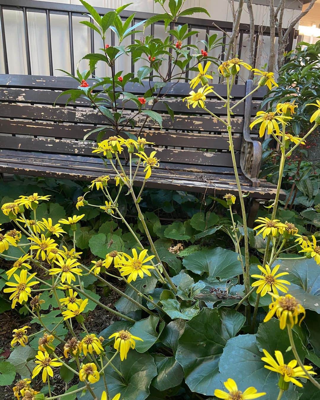 Candlewick Co., Ltd.さんのインスタグラム写真 - (Candlewick Co., Ltd.Instagram)「キャンドルウィック社員の「おうち時間を充実させる方法」、第二回目は教育関係のPRを主に担当している刑部から！  我が家のおうち時間を充実させる方法は、お庭のガーデニングです！ 季節ごとに様々な苗を植えて、咲くのを楽しみにしています。毎年土から自然に咲く花もあります。  今は秋なのでたくさんの花は咲いていないですが、パンジーやツワブキが綺麗です。冬に向けてクリスマスローズの苗も植えてあり、赤やピンク、白など、様々な色に咲くのでワクワクしています。  花が長持ちするように日々家族で交代に（特に父が積極的）手入れをしていますが、花の成長や季節を感じられて、おうち時間が華やかに充実します♪  The 2nd installment of Candlewick’s ‘Tips to Enhance Home Time’ is brought to you by Osakabe, who has extensive experience with our education-based clients.  I do gardening to enhance my time at home. I plant various seedlings, and always look forward to seeing them bloom each season. Every year, some flowers sprout from the soil without me even planting them!  It's autumn now, so the flowers aren't blooming as much, but the pansies and leopard plants are beautiful.  For winter, I am also planting Christmas rose seedlings, and I am excited for them to bloom in various colors such as red, pink, and white.  I take turns taking care of the flowers with my family every day. We can experience the growth of flowers and the changing of the seasons, making our time at home more enjoyable.  #ガーデニング #おうち時間 #おうち時間を楽しむ #園芸 #ガーデン #花のある暮らし #花のある生活 #植物のある暮らし #パンジー #クリスマスローズ #季節を楽しむ #小さな幸せ #flowers #gardening #flowerstagram #candlewickpr #tokyopr #lifestylebranding」12月2日 8時03分 - candlewick_jp