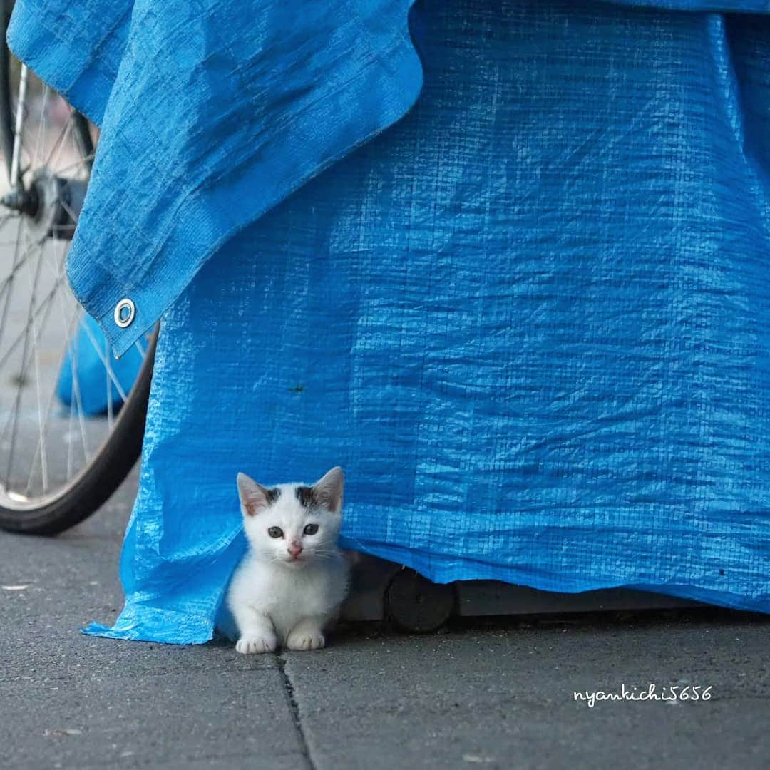 路地裏のにゃん吉のインスタグラム