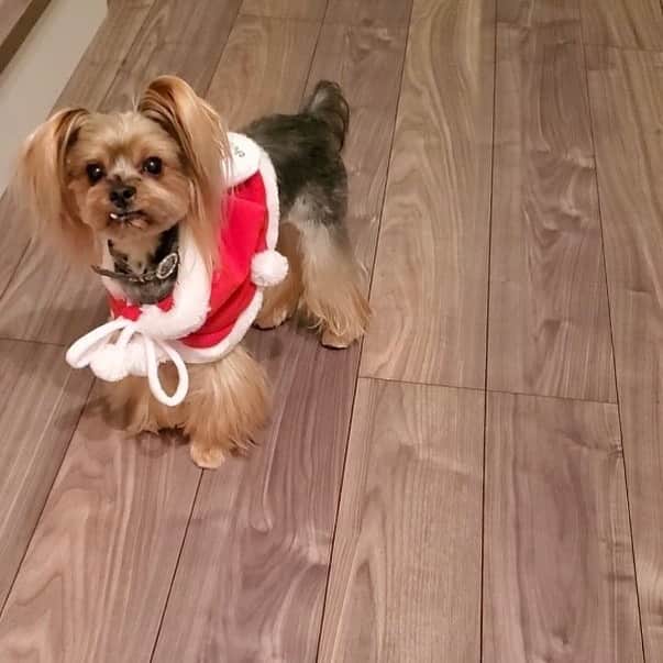 JennieBabyのインスタグラム：「🐶 #Romeo 10歳男の子 #yorkie #yorkshireterrier #yorkielover #dogstagram #yorkiegram #yorkielife #dogstagram #doglife #yorkiesanta #santa #10yrsold #yorkieboy #ヨーキー #ヨークシャーテリア #ヨーキー愛好家 #愛犬家 #多頭飼い #犬のいる暮らし」