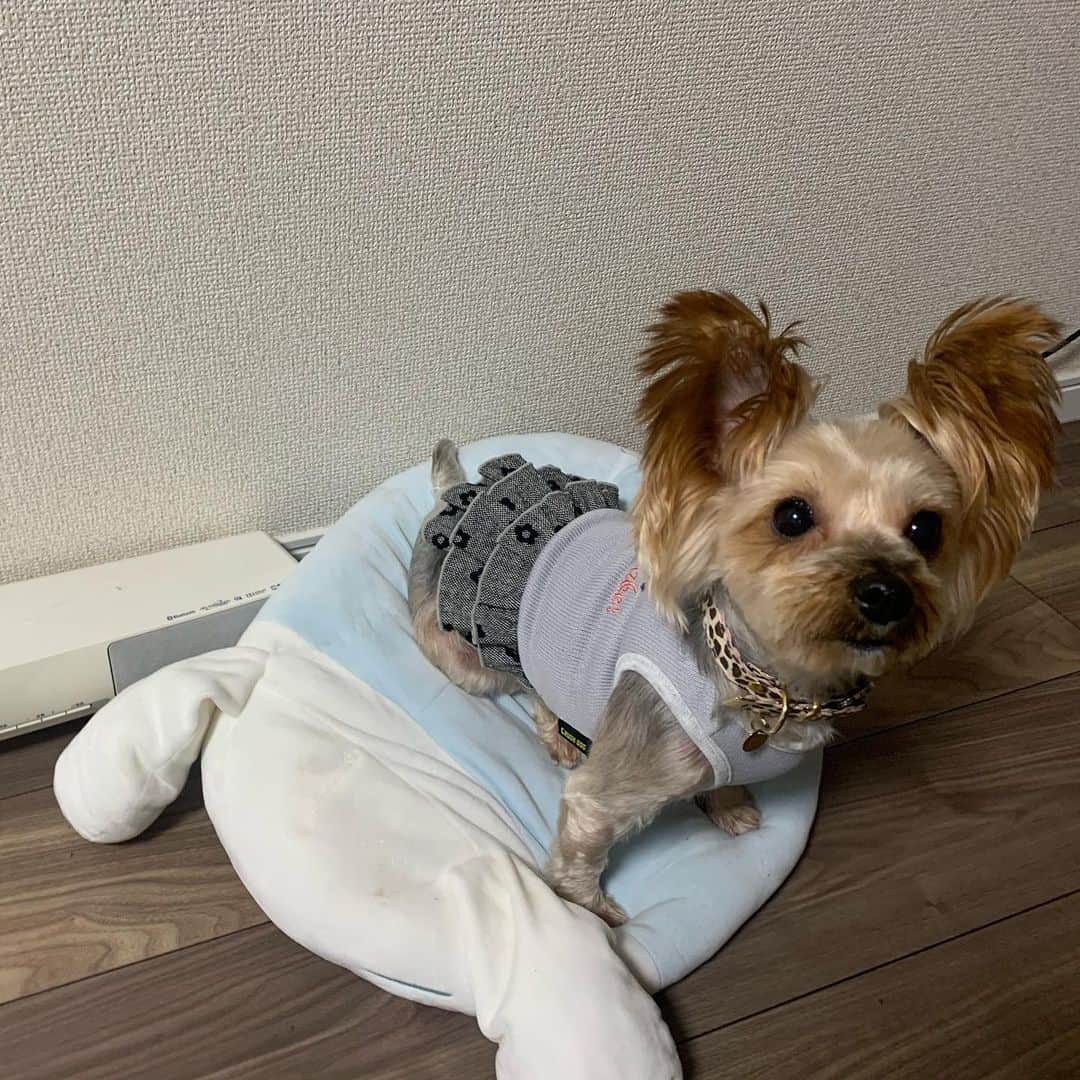 JennieBabyのインスタグラム：「🐶 #Ribbon 今月で6歳🎂女の子 #yorkie #yorkshireterrier #yorkielover #dogstagram #yorkiegram #yorkielife #dogstagram #doglife #6yrsold #yorkiegirl #ヨーキー #ヨークシャーテリア #ヨーキー愛好家 #愛犬家 #多頭飼い #犬のいる暮らし」