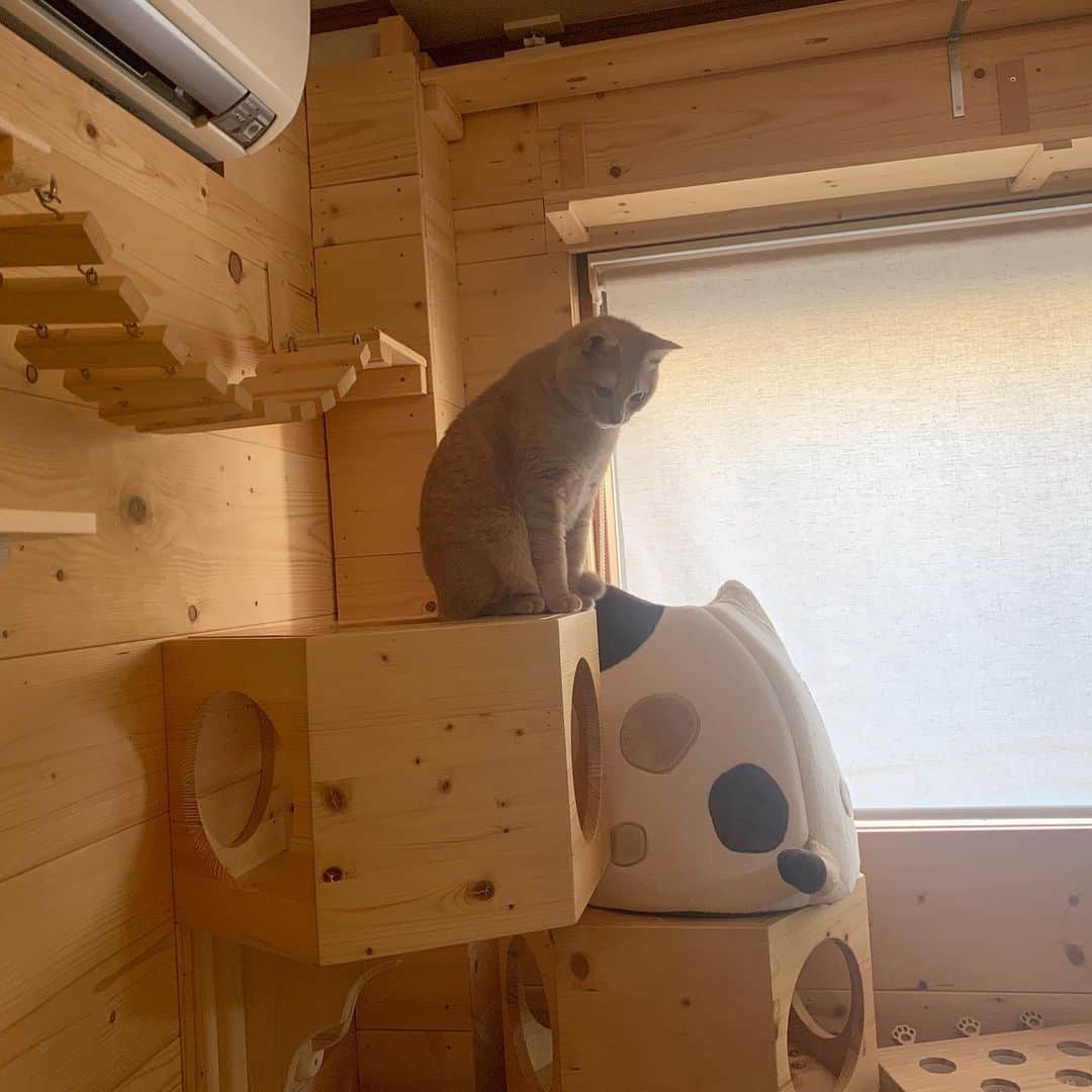 ひのき猫さんのインスタグラム写真 - (ひのき猫Instagram)「庶民を観察しております(笑)」12月2日 8時20分 - hinoki.cute.kitten