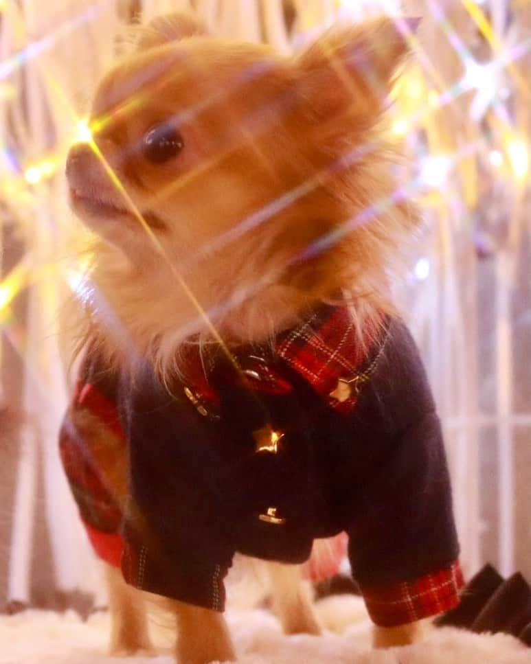kayoのインスタグラム：「* * * キラキラ⭐️✨✨✨ * * kulio❤️✨ * * #イルミネーション #chihuahua#chihuahualove#dogstgram#dog#instadog#チワワ#チワワ大好き#チワワのいる暮らし * *  *」