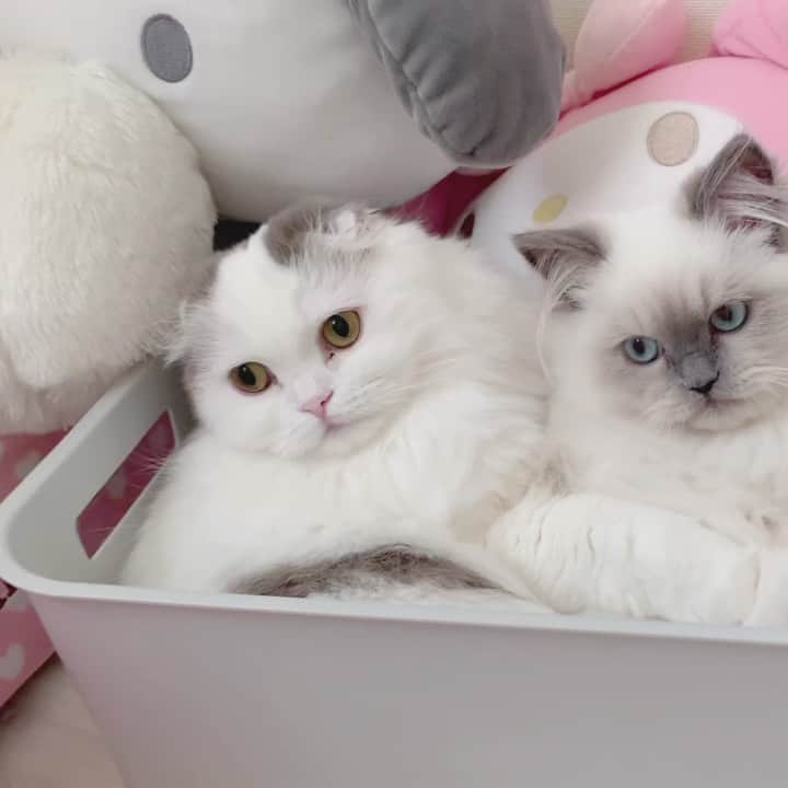 のんたのインスタグラム：「先日の仲良しぱん&ぽるを動画で💗」