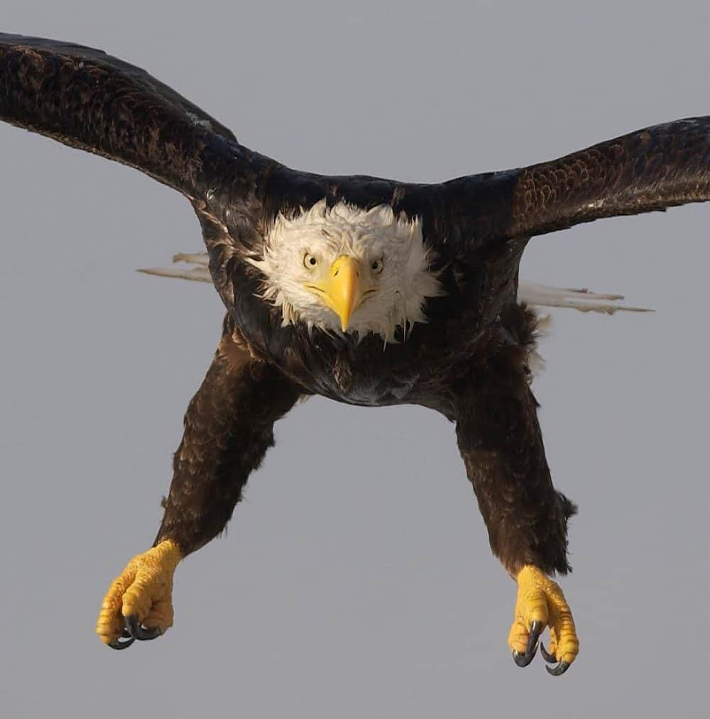 thephotosocietyさんのインスタグラム写真 - (thephotosocietyInstagram)「Photo by @klausnigge // A bald eagle is coming in for landing, thoroughly wet after three days of continuous rain. Aleutian Islands, Alaska. The Aleutian Islands hold one of the densest populations of bald eagles. The surrounding seas are rich in fish and provide good and reliable food for the eagles, both for breeding birds in summer and for wintering eagles.  #baldeagle #eagle #aleutians #aleutianislands #thephotosociety」12月2日 9時22分 - thephotosociety