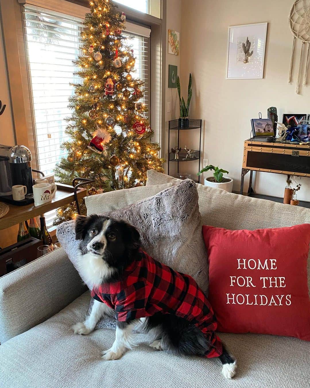 アシュリー・ケインのインスタグラム：「my festive little nugget ❤️ in the 4th photo he finally pulled himself together, happy December 1st!!」