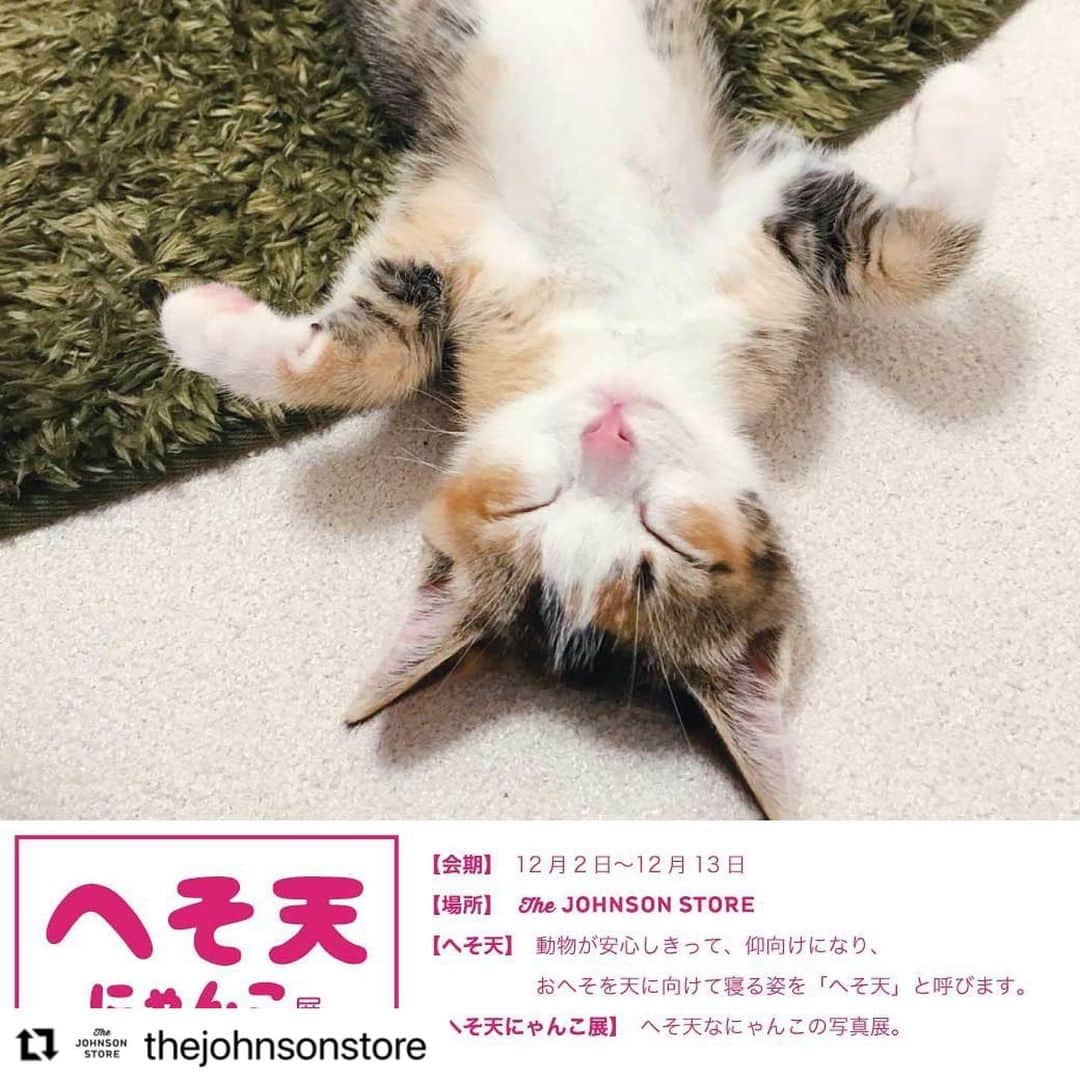 三笠書房さんのインスタグラム写真 - (三笠書房Instagram)「12/2(水)〜13(日)、「へそ天にゃんこ展」が開催されます。 お近くの方はぜひ‼️  場所：インテリアショップ　The JOHNSONSTORE 　　　 　　　北海道札幌市中央区南1条西6丁目4-1 　　　11:00-19:00  書籍はコチラ。絶賛発売中です✨↓↓ 『へそ天にゃんこ』すむぞう・編著   #Repost @thejohnsonstore with @make_repost ・・・ へそ天にゃんこ展﻿ 12/2 - 12/13﻿ ﻿ 無防備にお腹を見せる﻿ へそ天行動！﻿ ﻿ こんな時だからこそ﻿ 少しの時間、へそ天写真わ﻿ 見て、ホッコリしません？﻿ ﻿ 顔を埋めたい。﻿ たまりませんねー。﻿ にゃんこ様﻿ ﻿ 入場無料です。﻿ ジョンソンストア2F﻿ 寄ってみてください。﻿ ﻿ ココアが美味しい季節﻿ 遂にココアの扉を開いた﻿ 館長でした。﻿ ﻿ 久しぶりのあの企画準備しております🤓﻿ お楽しみに！﻿ -------------------------------- #thejohnsonstore #inzone﻿ #naturiestudiosupply﻿ #inzonethejohnsonstore ﻿ #アクタス #johnsonstealounge ﻿ #ジョンソンストア﻿ #暮らし #ジョンソンホームズ﻿ #お部屋﻿ #家具 #雑貨 #札幌カフェ #札幌雑貨﻿ #ナチュリエスタジオサプライ﻿ #日本茶 #へそ天﻿ #アイラーセン﻿ #カフェ #北欧﻿ #ネコ﻿」12月2日 10時16分 - mikasashobo