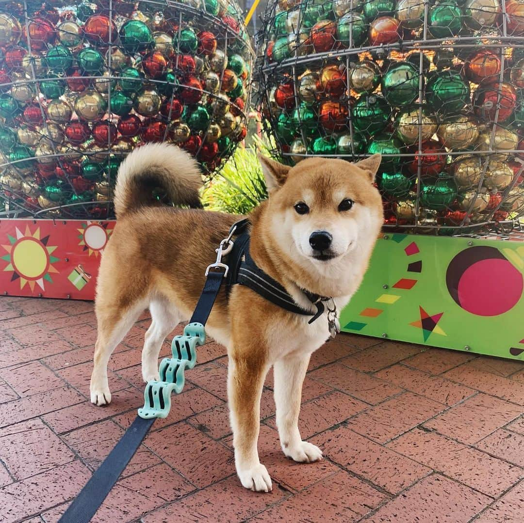 Shibainu Pontaさんのインスタグラム写真 - (Shibainu PontaInstagram)「クリスマス🎄だね〜  . #shiba #shibainu #melbourne #メルボルン　#柴犬」12月2日 10時08分 - pontasyk