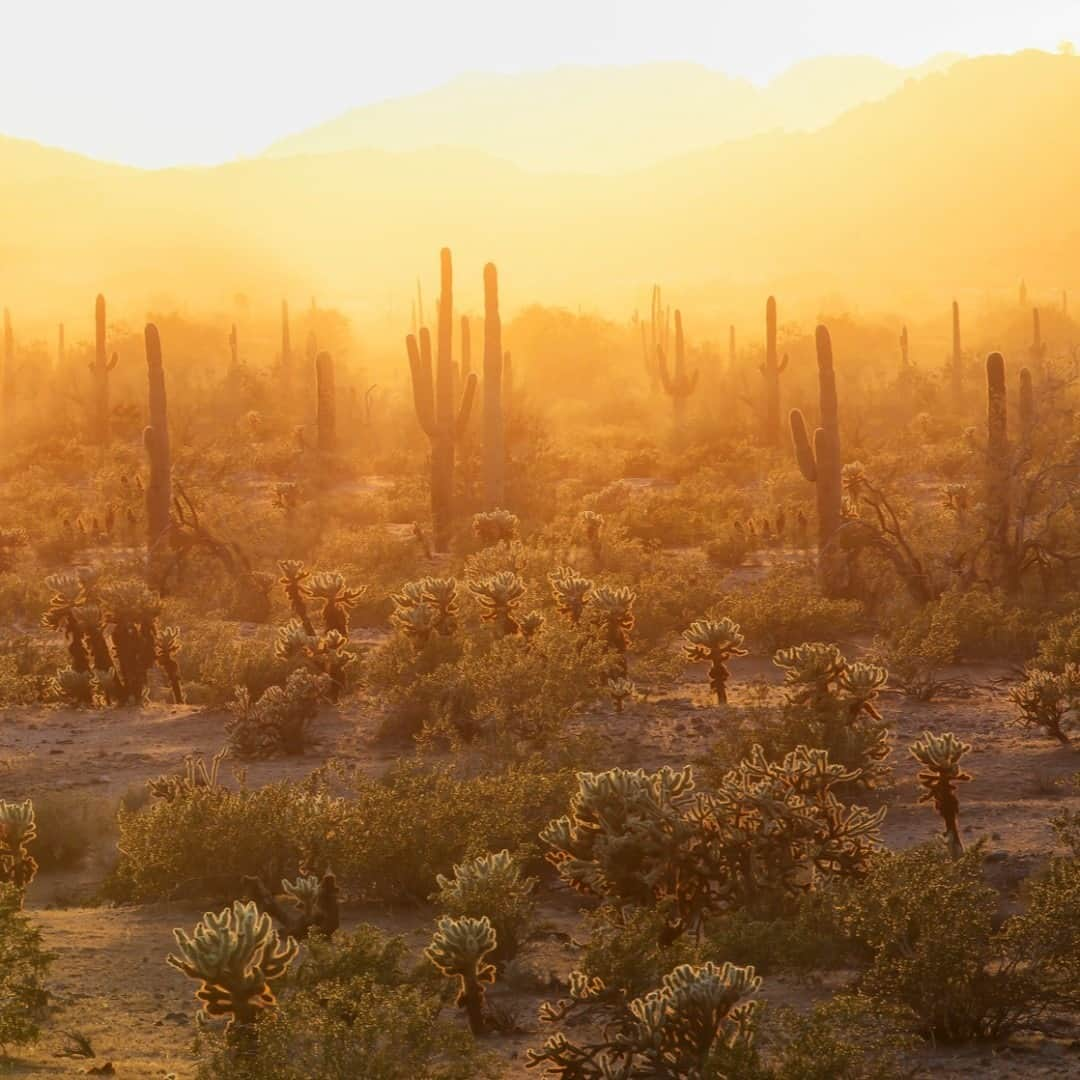 アメリカ内務省さんのインスタグラム写真 - (アメリカ内務省Instagram)「The Sonoran Desert National Monument in #Arizona is a part of Bureau of Land Management's National Conservation Lands, containing about 487,000 acres of the vast and romantic Sonoran Desert landscape. As one of the most biologically diverse of the North American #deserts, the area is home to an extensive #saguaro cactus forest and three distinct mountain ranges - the Maricopa, Sand Tank, and Table Top Mountains. The surrounding #wilderness areas offer excellent opportunities for solitude and unconfined recreation. #Hiking, #biking and #equestrian trails provide direct ways to follow the words of Ray Bradbury and "stuff your eyes with wonder."Photo by Bob Wick, Bureau of Land Management (@mypubliclands). #usinterior #PublicLands」12月2日 10時20分 - usinterior