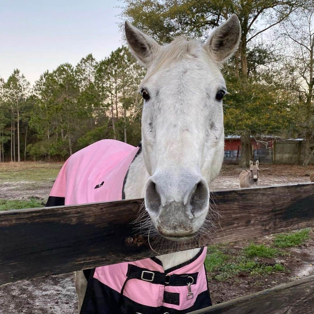 Priscilla and Poppletonさんのインスタグラム写真 - (Priscilla and PoppletonInstagram)「Today is #GivingTuesday, so me and Pop have on our farmer’s hats in honor of our very own farm rescue, “Prissy and Pop’s Helping Hooves.” On Giving Tuesday Facebook will be matching up to $7 million in donations to non-profits, and we would like to ask our followers to piggy please consider making a donation to our fundraiser so that we can continue to help make a difference for animals less fortunate. To do so click the link in our bio and select “Giving Tuesday Fundraiser.” Swipe left to see some of our rescued friends and please be sure to follow @prissyandpops_helpinghooves for more cuteness. ThOINKs for your support!🐷🤠#nonprofit #prissyandpopshelpinghooves #PrissyandPop」12月2日 10時20分 - prissy_pig