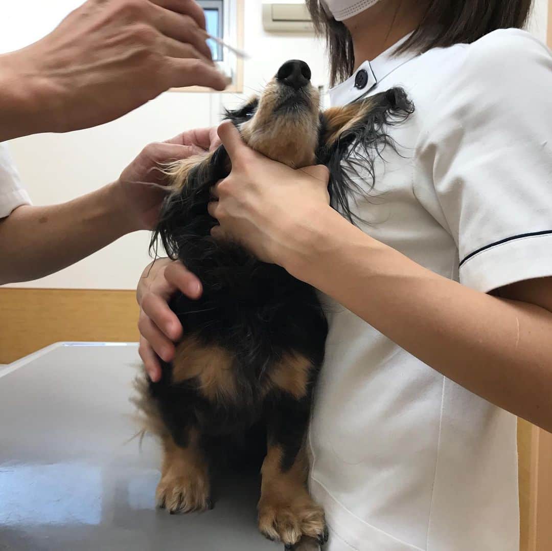 ともさんのインスタグラム写真 - (ともInstagram)「くーちん🐶お耳かいかいとかで病院へ🏥 ルッちんが見たら羨ましがると思うけど😂くーちんはガクブルちゃん🥶 * #ダックス　#くーちん13歳　#dachshund」12月2日 10時55分 - tomowithdog