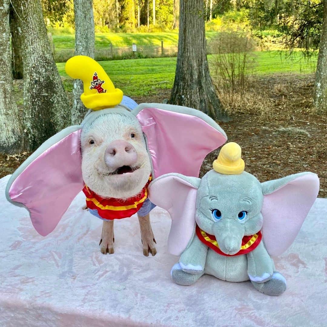 Priscilla and Poppletonさんのインスタグラム写真 - (Priscilla and PoppletonInstagram)「“Embrace what makes you different!” - Dumbo 🐷💞🐘#whenpigsfly #PiggyPenn #Dumbo #fortwilderness #PrissyandPop」12月2日 22時06分 - prissy_pig