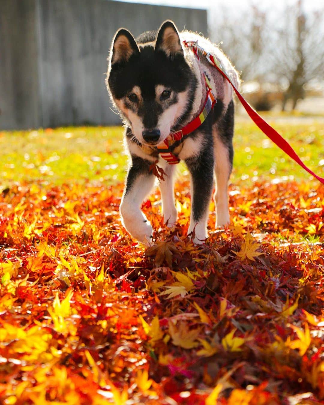 のインスタグラム：「🐶🍁  山中湖畔でもみじふみふみ 14歳5ヶ月の歩み🐾 . . 14歳5ヶ月のけんちゃんは 朝、身体の動きが鈍く後ろ足が踏ん張れず 前にすってんころりんが増えてきました。 (見えるかな？お鼻擦りむいちゃいました😭)  朝んぽは歩くペースが違うので けんゆり別々に行ってるのですが ゆりあだけ連れているとマンションの住人の方に 「黒い子はどうしたの？」と よく声をかけられるようになりました。 ありがたいことに、密かにけんちゃんの様子を 気にかけてくださっていたようです。  そして、朝のよれよれ歩く姿を見かけては 「がんばれ！」と応援して下さる方もいるのですが...  夜んぽになると、けんちゃん犬が変わったかのように 猛ダッシュで散歩してるので、そのうち 「この間、夜に見たわよ、新しい犬を飼ったのね」と 声をかけられるんじゃないかとドキドキしてます🤣🤣🤣 . . ストーリーズでまとめ中のドッグラン動画🐕🐕💨 見てくださってるみなさんありがとうございます❤️ . . Location:Yamanashi(2020.11.19撮影)」