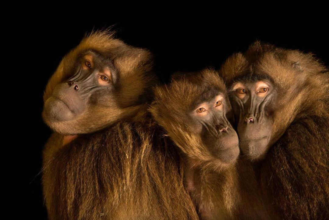 Joel Sartoreさんのインスタグラム写真 - (Joel SartoreInstagram)「Aside from humans, gelada baboons are considered to be one of the world’s most terrestrial primate species. Living in the high mountain meadows of Ethiopia, these monkeys are grazers, spending most of their day sitting down, plucking herbs and grasses to eat. At night, geladas will climb up steep, rocky cliffs and select a ledge to sleep on, huddled together with other members of the troop until morning. Photo taken @parconaturaviva thanks to the support of @greenteenteam. #gelada #baboon #monkey #primate #grazer #terrestrial #troop #PhotoArk #savetogether」12月2日 20時50分 - joelsartore
