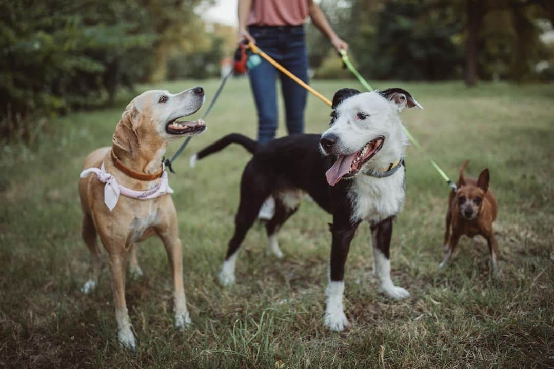 アニマルプラネットさんのインスタグラム写真 - (アニマルプラネットInstagram)「Happy National Mutt Day! Did you know that mixed breed dogs tend to live longer and healthier lives than their purebred counterparts? That's because coming from a greater gene pool reduces the risks of inheriting genes that could lead to illness in specific breeds, according to @caninejournal! . . . . . #mutts #nationalmuttday #nationalmixedbreedday #mixedbreeds #dogs #rescuedogs #shelterdogs #animalplanet #purebred #veterinarymedicine #genetics」12月2日 21時00分 - animalplanet