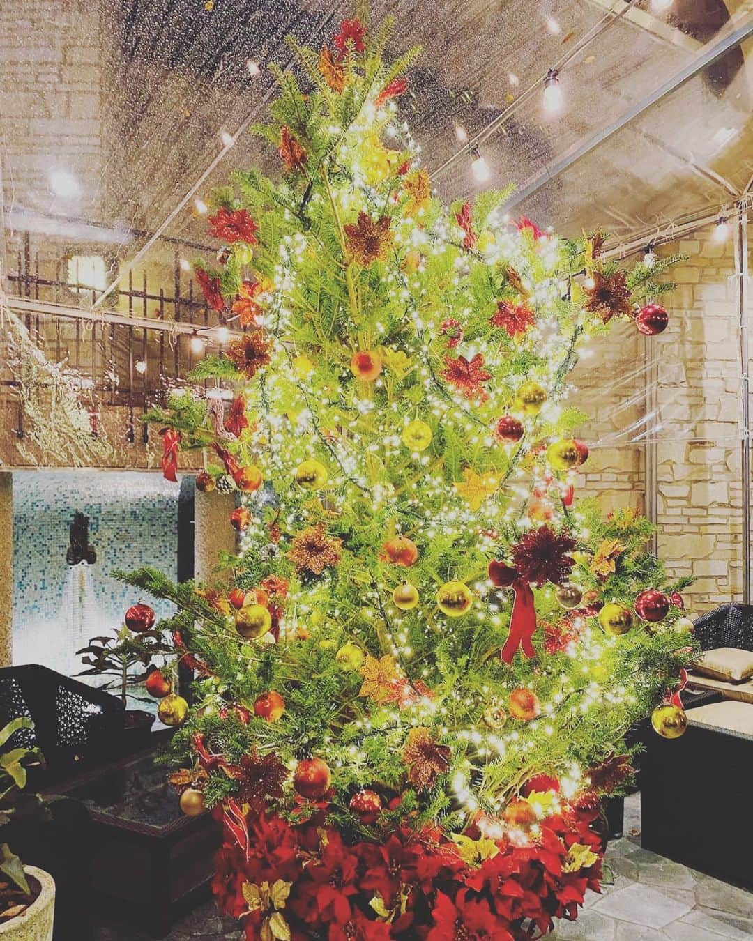 タブローズラウンジさんのインスタグラム写真 - (タブローズラウンジInstagram)「メリークリスマスももうすぐ。スタッフ一丸となって飾り付けしました! 本日12月2日(水曜日)はPaul floreaによるヨーロピアンジャズトリオ!!   情熱的なポールさんのバイオリン、 モレノさんの軽快で滑らかなピアノをザコタさんの堅実なベースで響かせるスーパートリオ！ 極上のサウンドをお楽しみ下さい。 1st stage 21:00~ 2nd stage 22:00~ (入れ替え無し) 3rd stage 23:00~ (入れ替え無し) #tableauxlounge #tableaux  #cigarbar  #daikanyama #shibuya #ebisu #代官山タブローズラウンジ  #代官山タブローズ #シガーバー #代官山バー #代官山デート #渋谷バー #恵比寿バー #恵比寿 #美食探偵#喫煙専門店」12月2日 21時07分 - tableauxlounge_gd