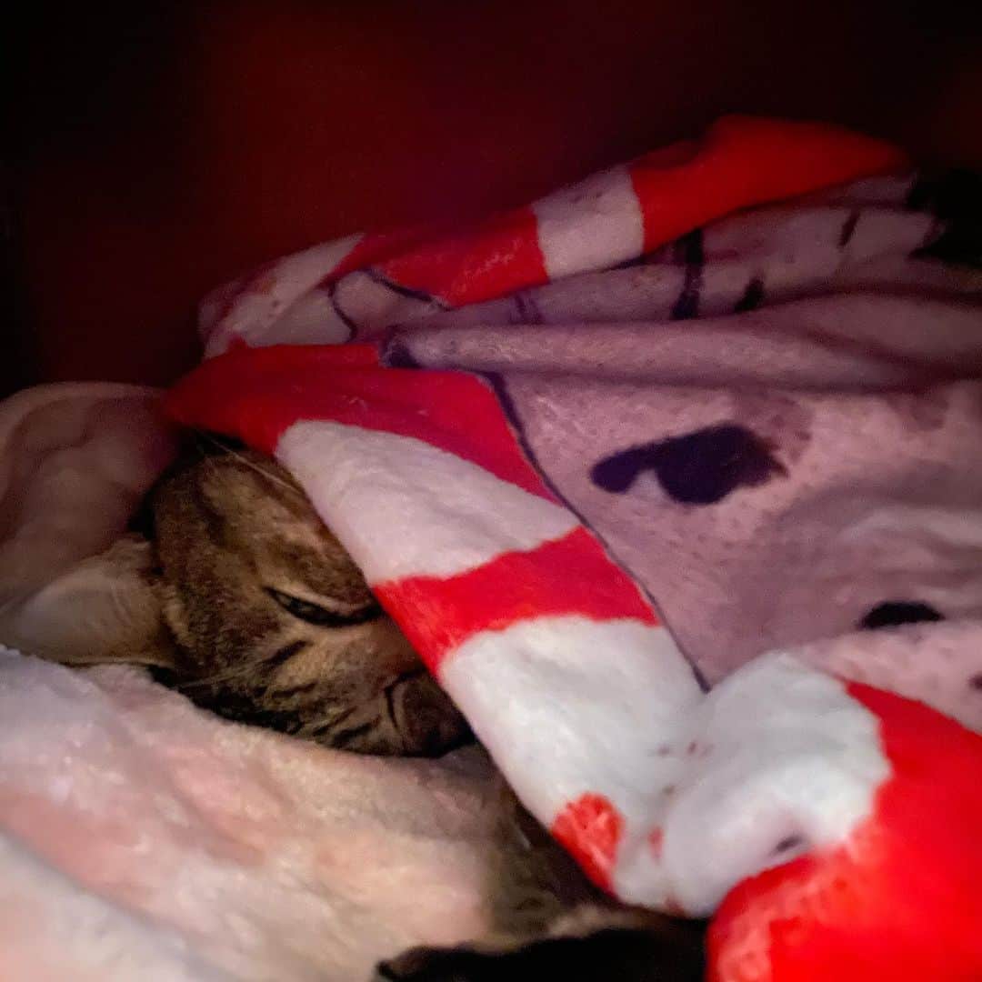 長与千種さんのインスタグラム写真 - (長与千種Instagram)「本日のすずちゃん🐈  ねこのリラックス出来る音楽をYouTubeでさがして… ただひたすら流していたら ただひたすら寝ているのだ  寒いといけないから ブランケットを🥰  #suzu_chan  #marvelcats #ほごねこ  #保護猫 #保護猫と暮らす  #ねこすたぐらむ  #ねこのいる生活  #ねこすきさんと繋がりたい」12月2日 21時07分 - chigusanagayo