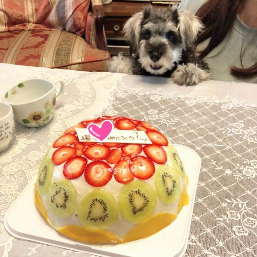 逢月あかりさんのインスタグラム写真 - (逢月あかりInstagram)「フルーツたっぷりで美味しかったケーキ🍰🎂😍  🐶の目もキラキラしてます笑✨  #ケーキ#ホールケーキ #果実園#カフェ#スイーツ#ミックスズコット #ミニチュアシュナウザー#パピー#仔犬#minitureschnauzer #dog#cake#cafe」12月2日 21時36分 - akari.ouzuki