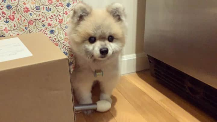 Ella Chuffyのインスタグラム：「Medicine time after din din #ellachuffy #pomeranian #dogsofinstagram #pet #petstagram #pomeranianpage #dog_features #pomeraniansofinstagram #dogsofinstaworld #stayhome #cutedogs #pomeranian_lovers #pomeranianlife #pomeranianworld #teddybeardog #pomeranian #dogsofinstaworld #aplacetolovedogs #dogoftheday #justpomeranians #fluffypack #dogoftheday #anmlsposts #thedailypompom #picoftheday #iflmdog #犬 #狗 #everydaydoglover」