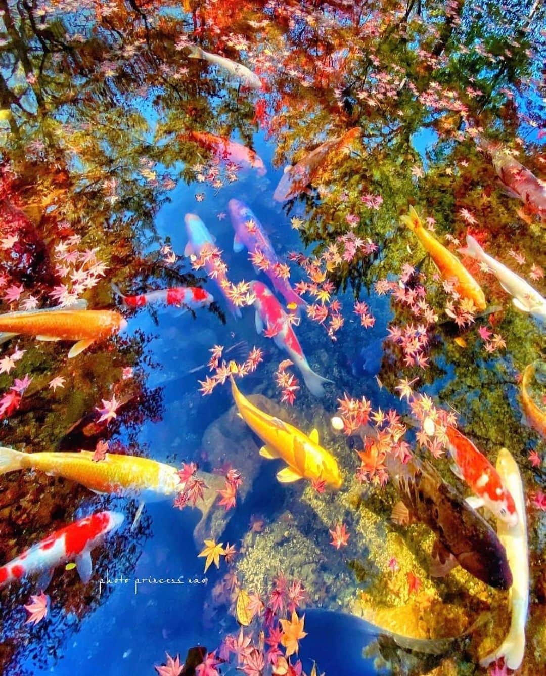 はなまっぷ❁日本の花風景さんのインスタグラム写真 - (はなまっぷ❁日本の花風景Instagram)「🍂🍁はなまっぷの紅葉まつり🍁🍂 * @princess.nao さんの 紅葉に花まるを💮 * 色とりどりに染まる美しい日本の秋をありがとうございます😊🍁🍂 * 山口  #漢陽寺 Kanyouji Temple, Yamaguchi Pref. * 見頃を過ぎている場所もご紹介しています。 お出かけの際はHP等で最新の情報をご確認くださいね🙏🍁 * 🍁•••🍂•••🍁•••🍂•••🍁•••🍂 * 🍂🍁はなまっぷの紅葉まつり🍁🍂 〜紅葉の季節が終わる頃まで #はなまっぷ  のタグの中から、紅葉のお写真をご紹介させていただきます。期間中はランダムに、複数枚投稿でもご紹介させていただく場合がございます。 * #秋#紅葉#風景#はなまっぷ#🍁」12月2日 21時41分 - hanamap