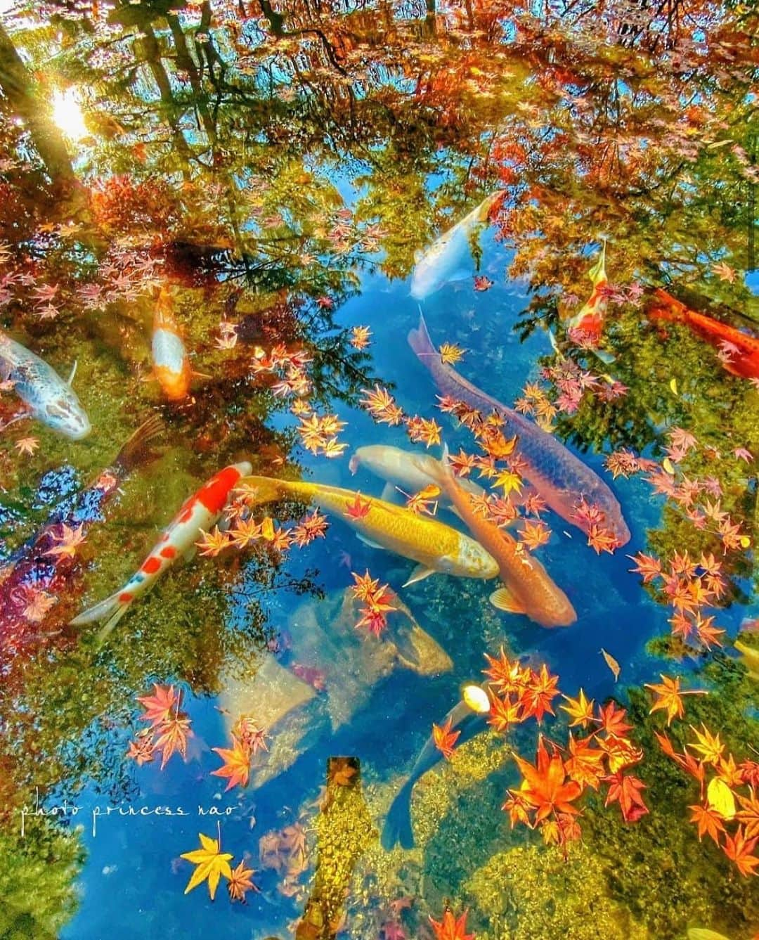 はなまっぷ❁日本の花風景さんのインスタグラム写真 - (はなまっぷ❁日本の花風景Instagram)「🍂🍁はなまっぷの紅葉まつり🍁🍂 * @princess.nao さんの 紅葉に花まるを💮 * 色とりどりに染まる美しい日本の秋をありがとうございます😊🍁🍂 * 山口  #漢陽寺 Kanyouji Temple, Yamaguchi Pref. * 見頃を過ぎている場所もご紹介しています。 お出かけの際はHP等で最新の情報をご確認くださいね🙏🍁 * 🍁•••🍂•••🍁•••🍂•••🍁•••🍂 * 🍂🍁はなまっぷの紅葉まつり🍁🍂 〜紅葉の季節が終わる頃まで #はなまっぷ  のタグの中から、紅葉のお写真をご紹介させていただきます。期間中はランダムに、複数枚投稿でもご紹介させていただく場合がございます。 * #秋#紅葉#風景#はなまっぷ#🍁」12月2日 21時41分 - hanamap