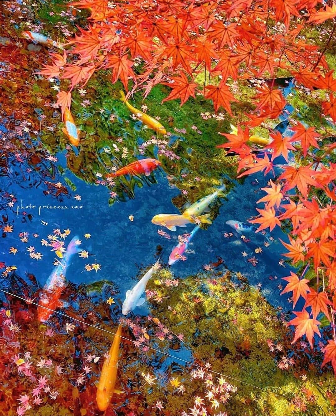 はなまっぷ❁日本の花風景さんのインスタグラム写真 - (はなまっぷ❁日本の花風景Instagram)「🍂🍁はなまっぷの紅葉まつり🍁🍂 * @princess.nao さんの 紅葉に花まるを💮 * 色とりどりに染まる美しい日本の秋をありがとうございます😊🍁🍂 * 山口  #漢陽寺 Kanyouji Temple, Yamaguchi Pref. * 見頃を過ぎている場所もご紹介しています。 お出かけの際はHP等で最新の情報をご確認くださいね🙏🍁 * 🍁•••🍂•••🍁•••🍂•••🍁•••🍂 * 🍂🍁はなまっぷの紅葉まつり🍁🍂 〜紅葉の季節が終わる頃まで #はなまっぷ  のタグの中から、紅葉のお写真をご紹介させていただきます。期間中はランダムに、複数枚投稿でもご紹介させていただく場合がございます。 * #秋#紅葉#風景#はなまっぷ#🍁」12月2日 21時41分 - hanamap
