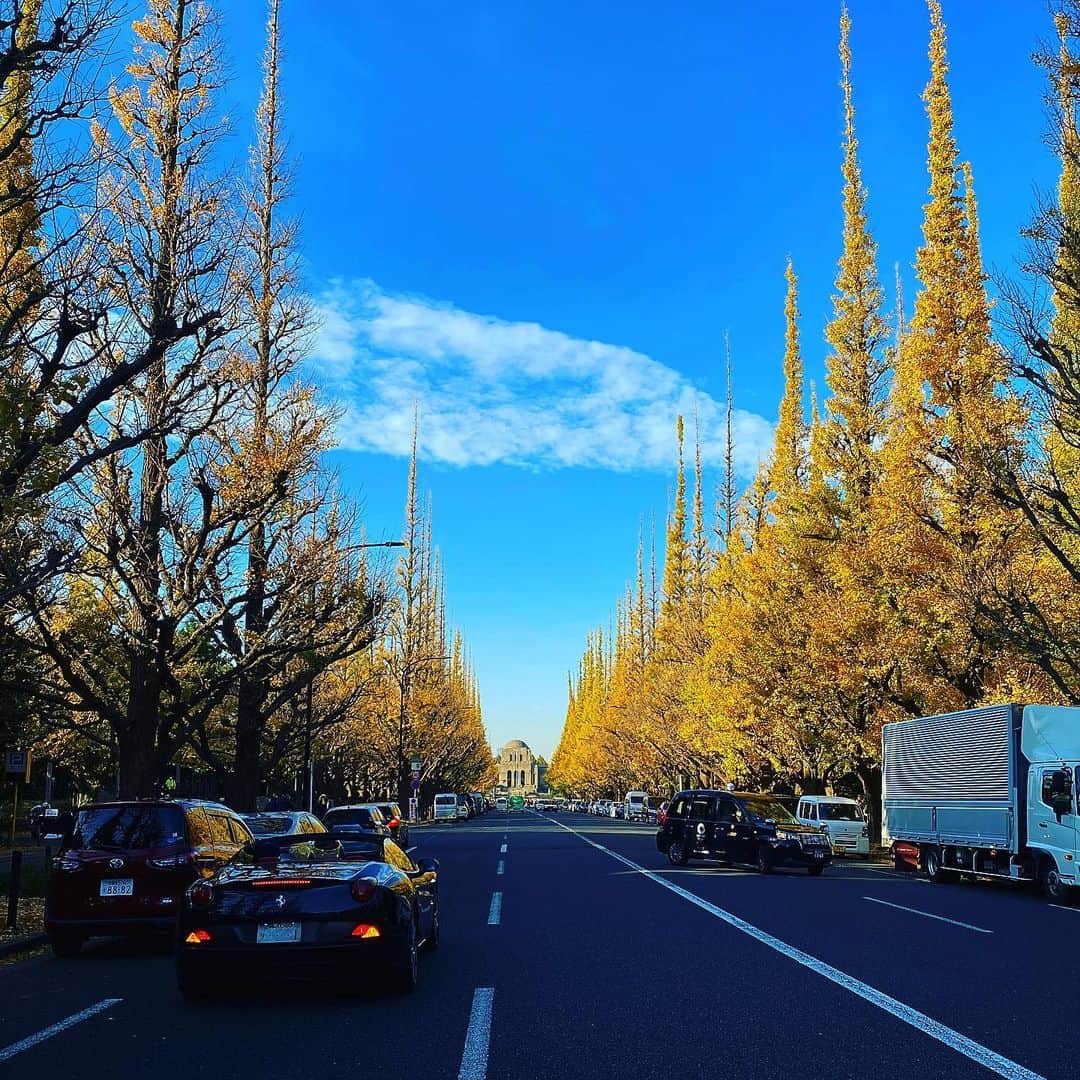 珠洲春希さんのインスタグラム写真 - (珠洲春希Instagram)「外苑前の銀杏。 何年か振りに見に行きました。 ぎりぎり、間に合いました。  青い空と、綺麗に剪定された銀杏の黄色がととっても綺麗です✨」12月2日 21時54分 - harukisuzu54